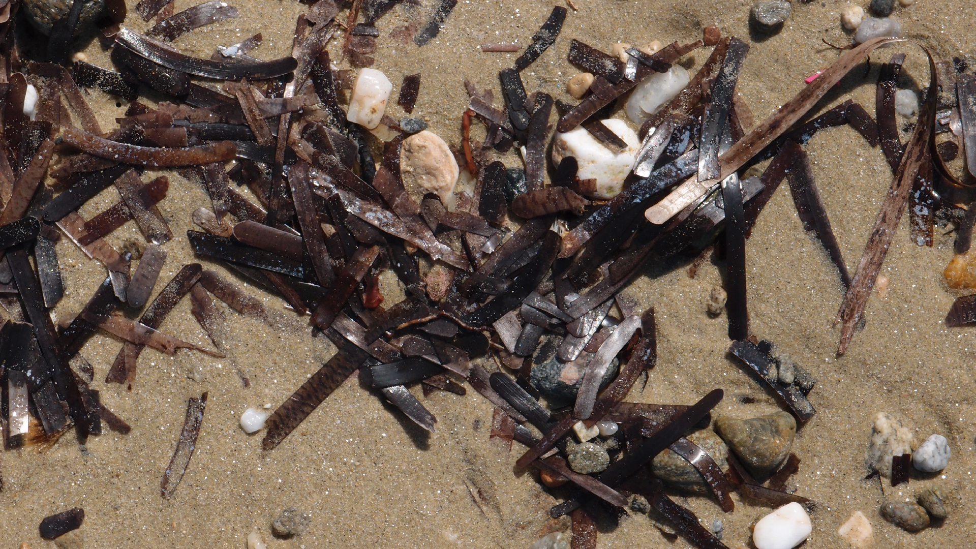 2021-09-17 03 Parasporos Beach Club (Zikaden) (Fieldrecording, Foto, Video)