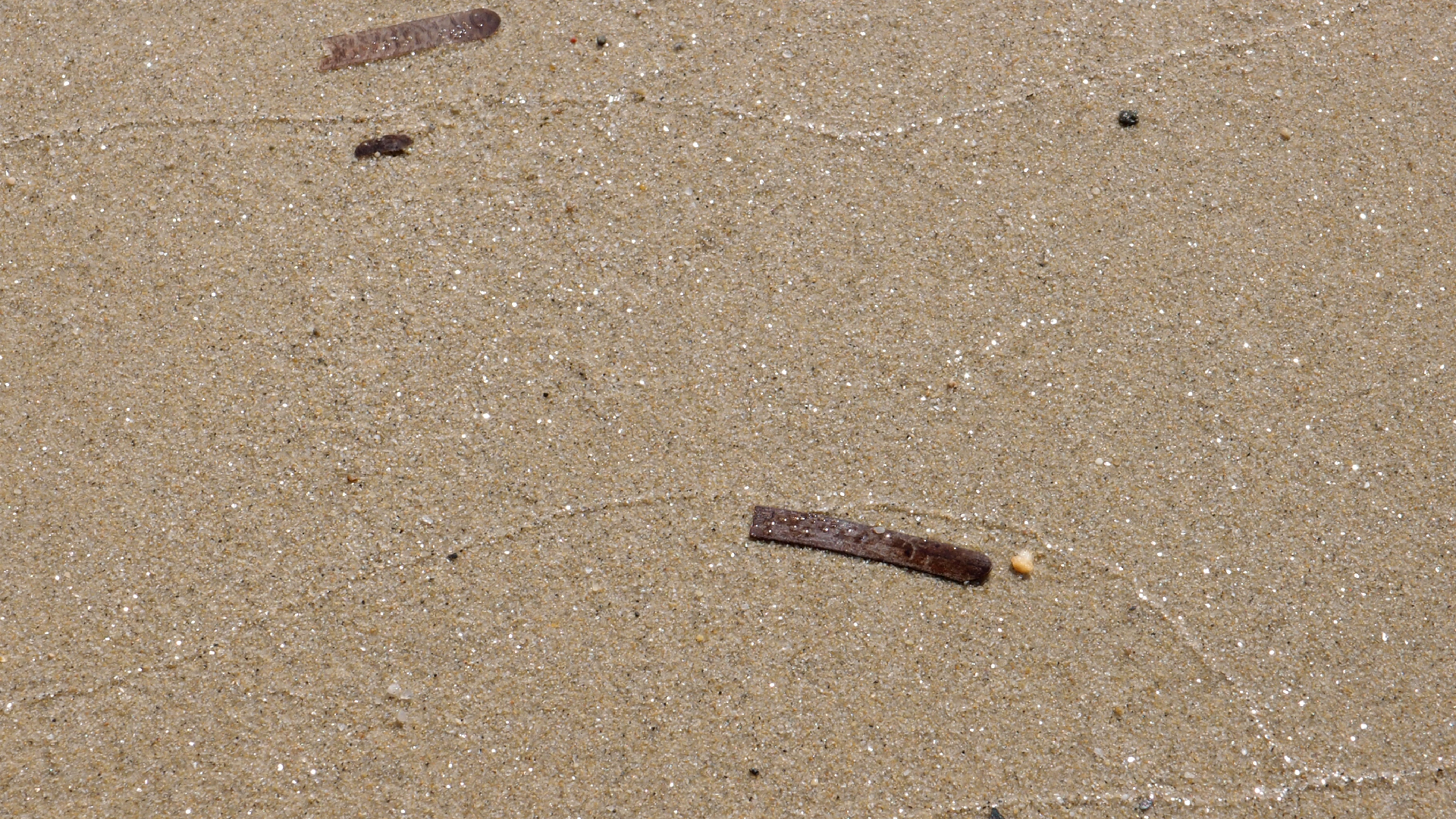 2021-09-17 03 Parasporos Beach Club (Zikaden) (Fieldrecording, Foto, Video)