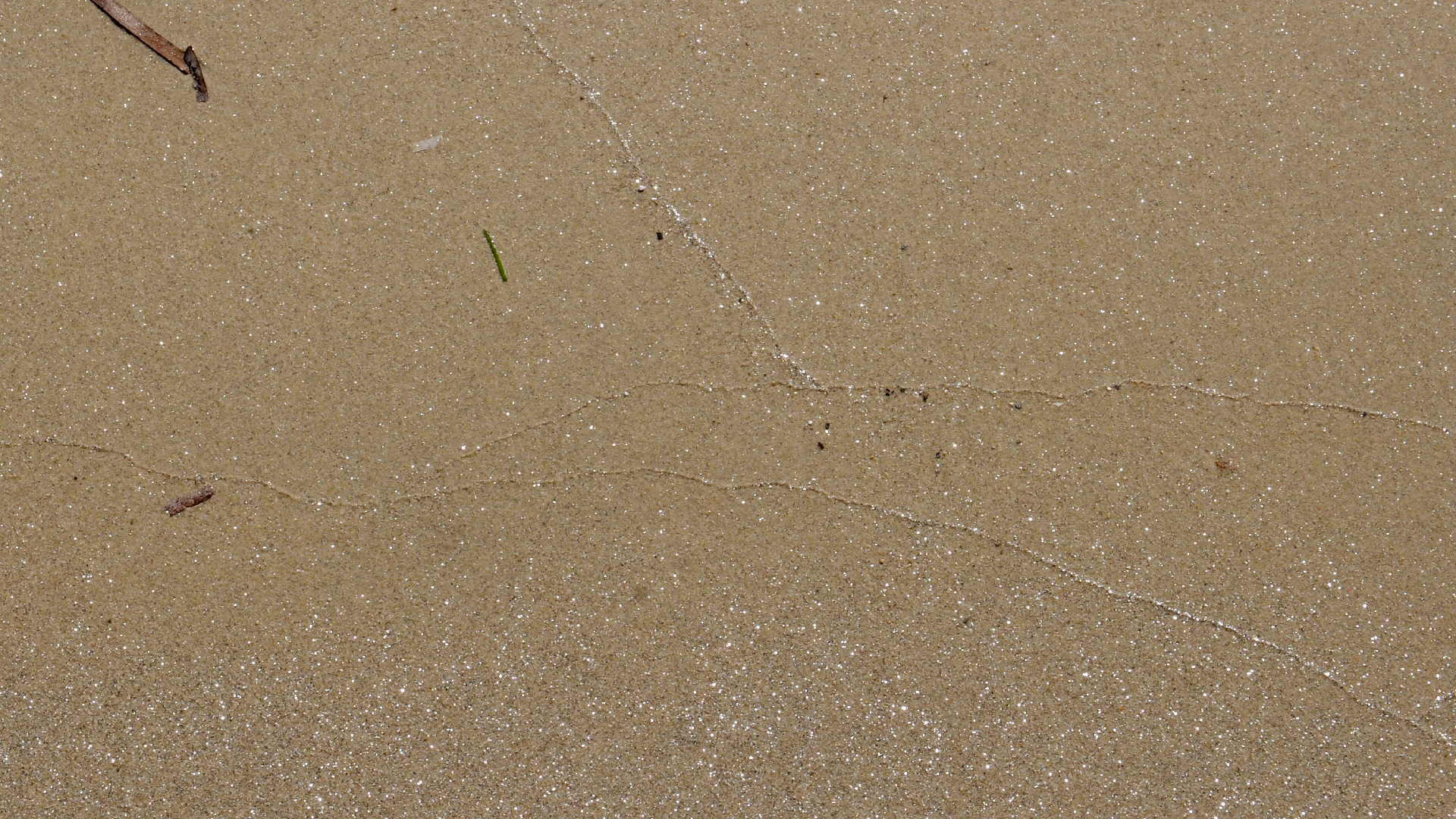 2021-09-17 03 Parasporos Beach Club (Zikaden) (Fieldrecording, Foto, Video)