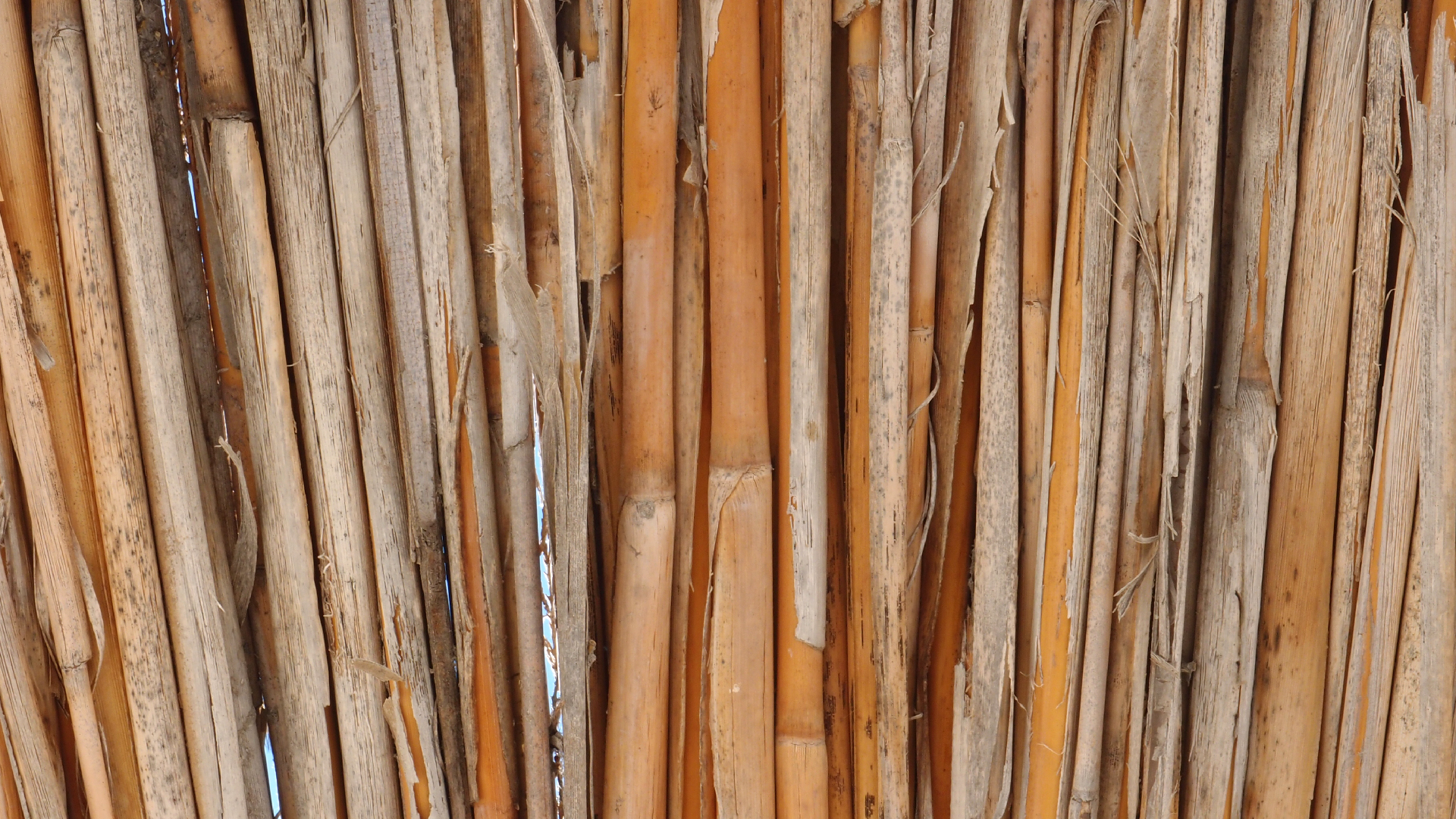 2021-09-17 03 Parasporos Beach Club (Zikaden) (Fieldrecording, Foto, Video)