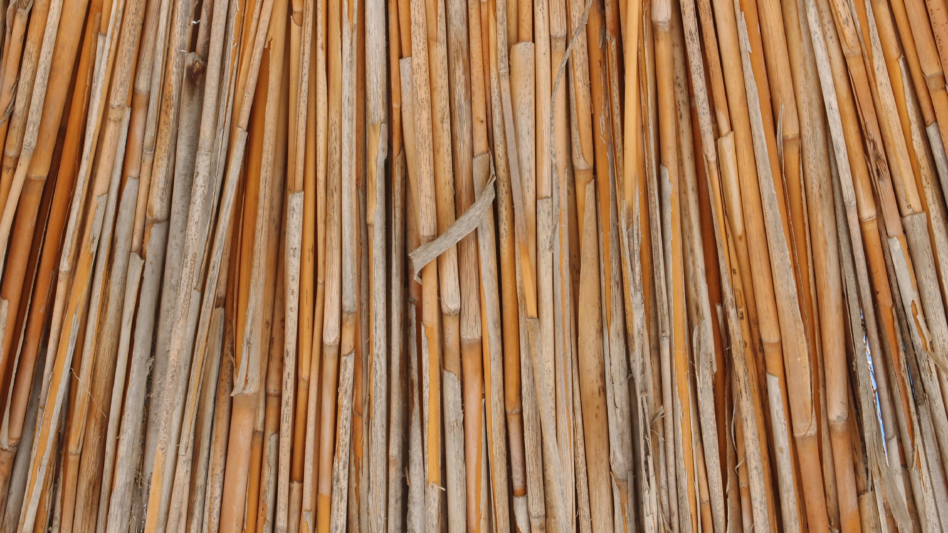 2021-09-17 03 Parasporos Beach Club (Zikaden) (Fieldrecording, Foto, Video)