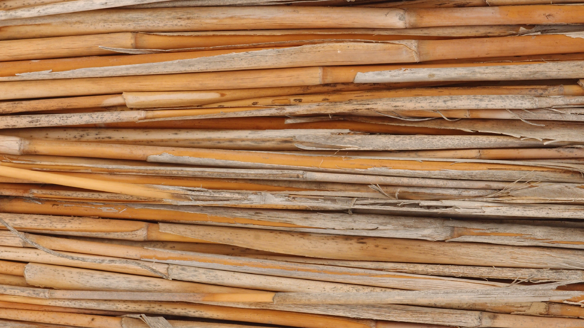 2021-09-17 03 Parasporos Beach Club (Zikaden) (Fieldrecording, Foto, Video)