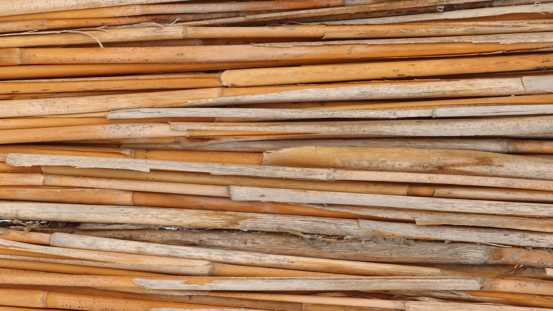 2021-09-17 03 Parasporos Beach Club (Zikaden) (Fieldrecording, Foto, Video)