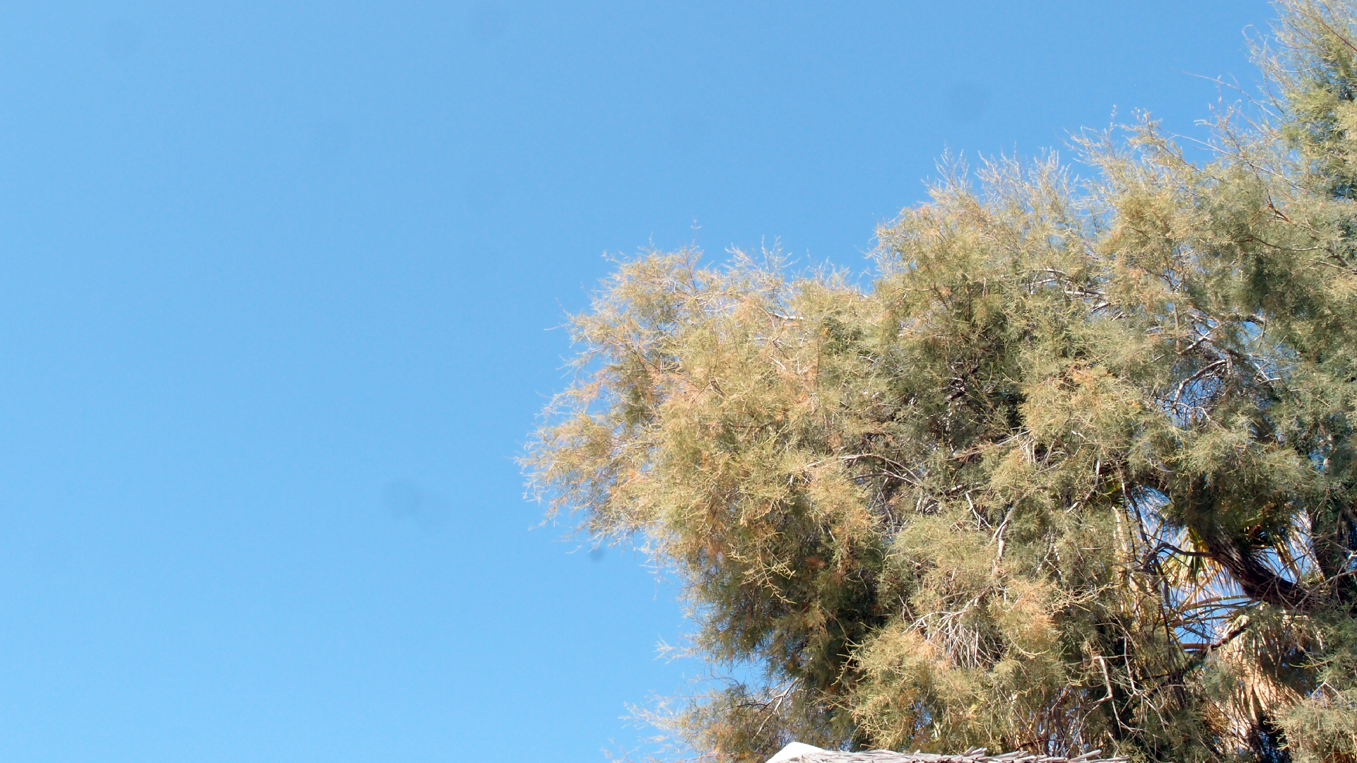 2021-09-17 03 Parasporos Beach Club (Zikaden) (Fieldrecording, Foto, Video)