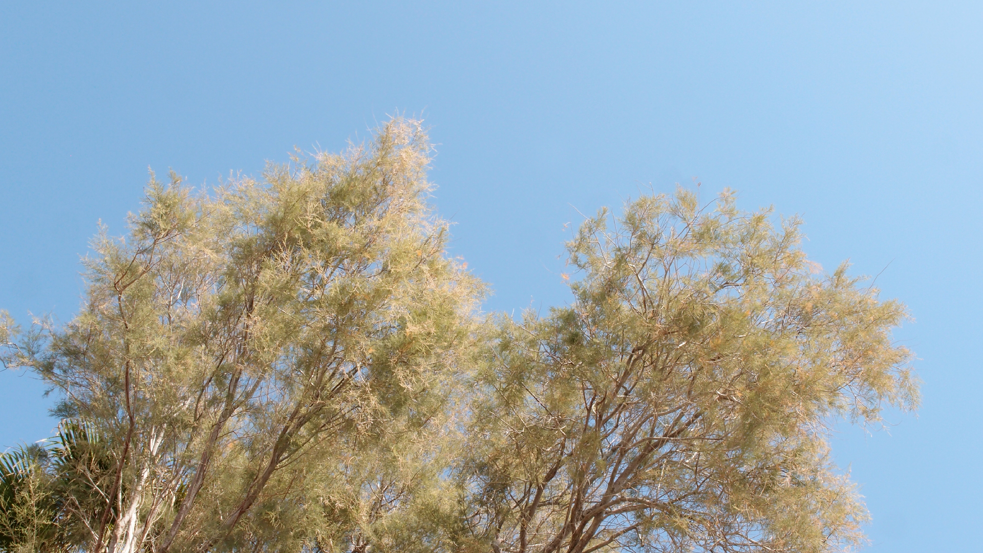 2021-09-17 03 Parasporos Beach Club (Zikaden) (Fieldrecording, Foto, Video)