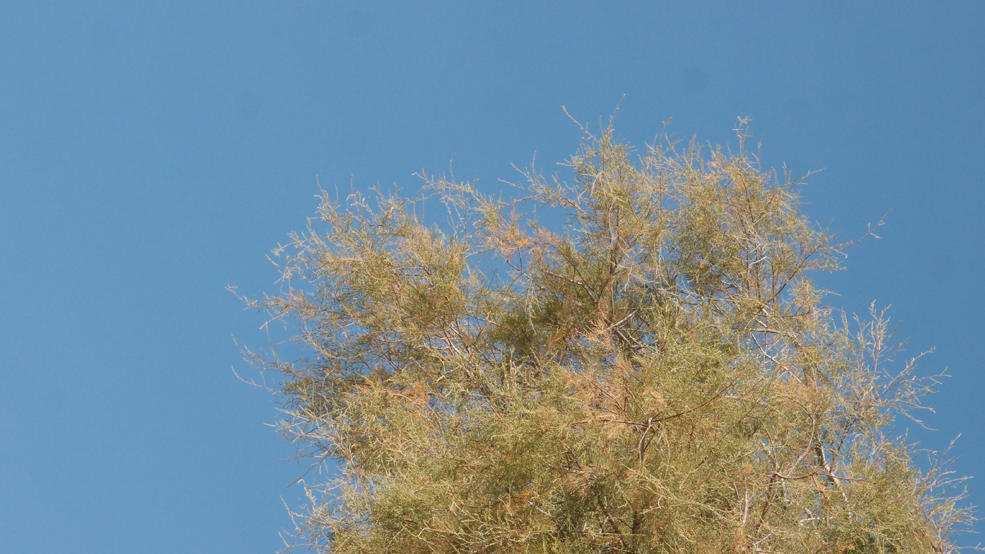 2021-09-17 03 Parasporos Beach Club (Zikaden) (Fieldrecording, Foto, Video)