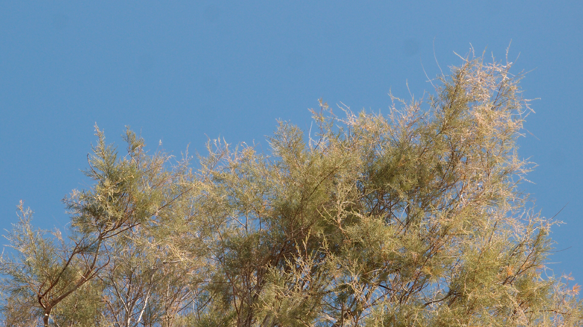 2021-09-17 03 Parasporos Beach Club (Zikaden) (Fieldrecording, Foto, Video)