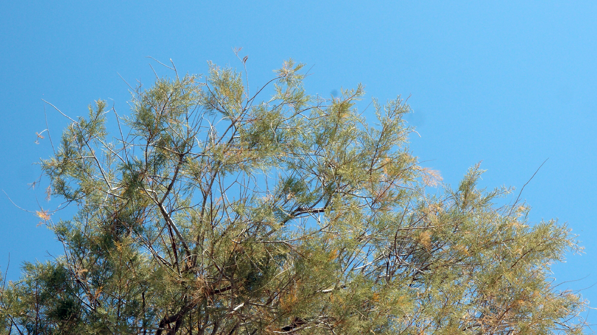 2021-09-17 03 Parasporos Beach Club (Zikaden) (Fieldrecording, Foto, Video)