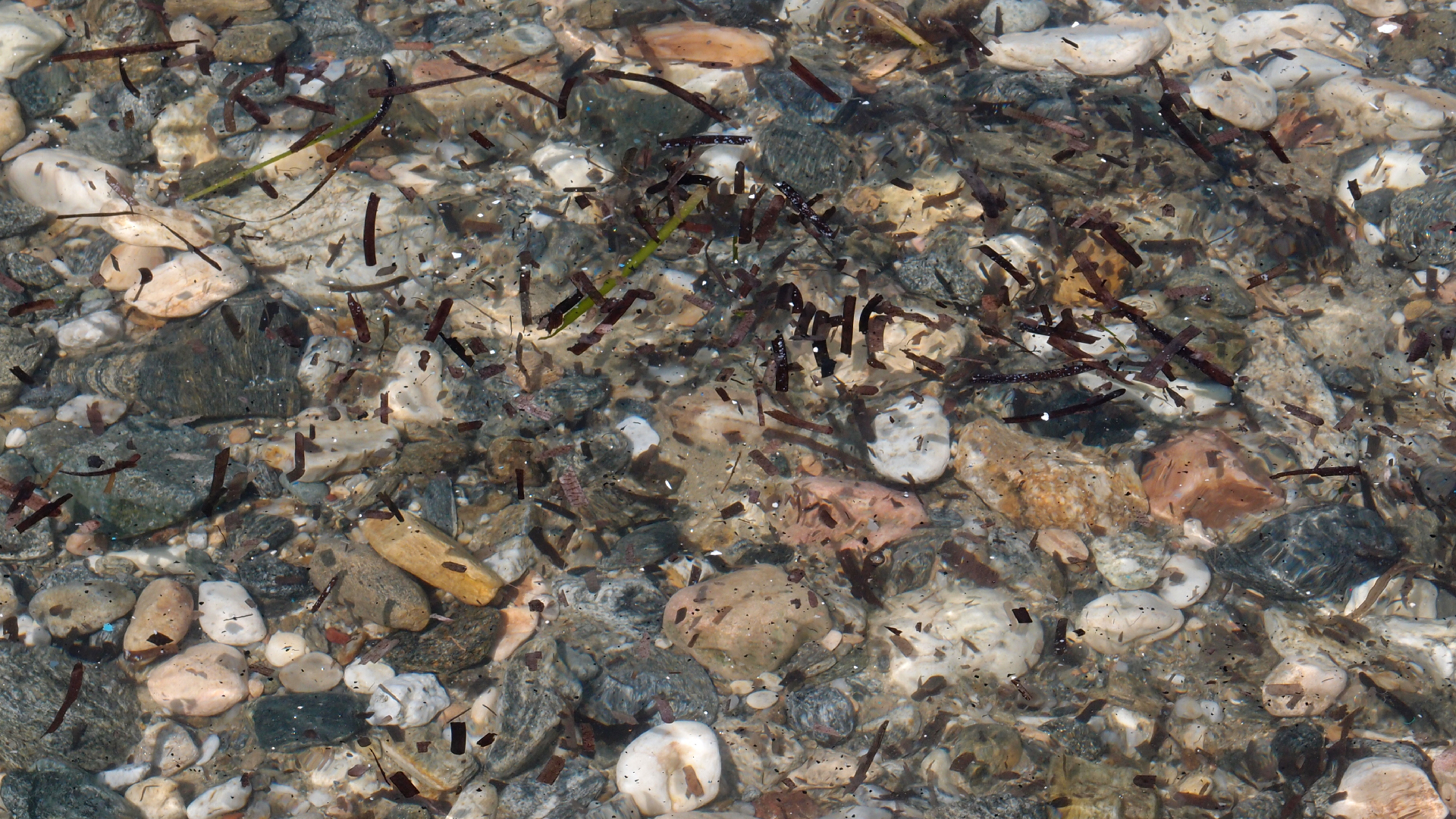 2021-09-17 03 Parasporos Beach Club (Zikaden) (Fieldrecording, Foto, Video)