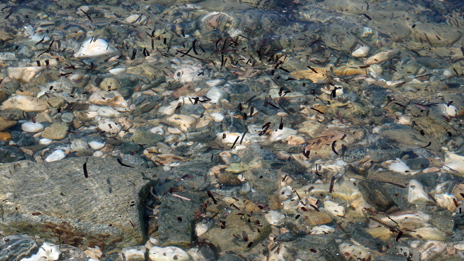 2021-09-17 03 Parasporos Beach Club (Zikaden) (Fieldrecording, Foto, Video)