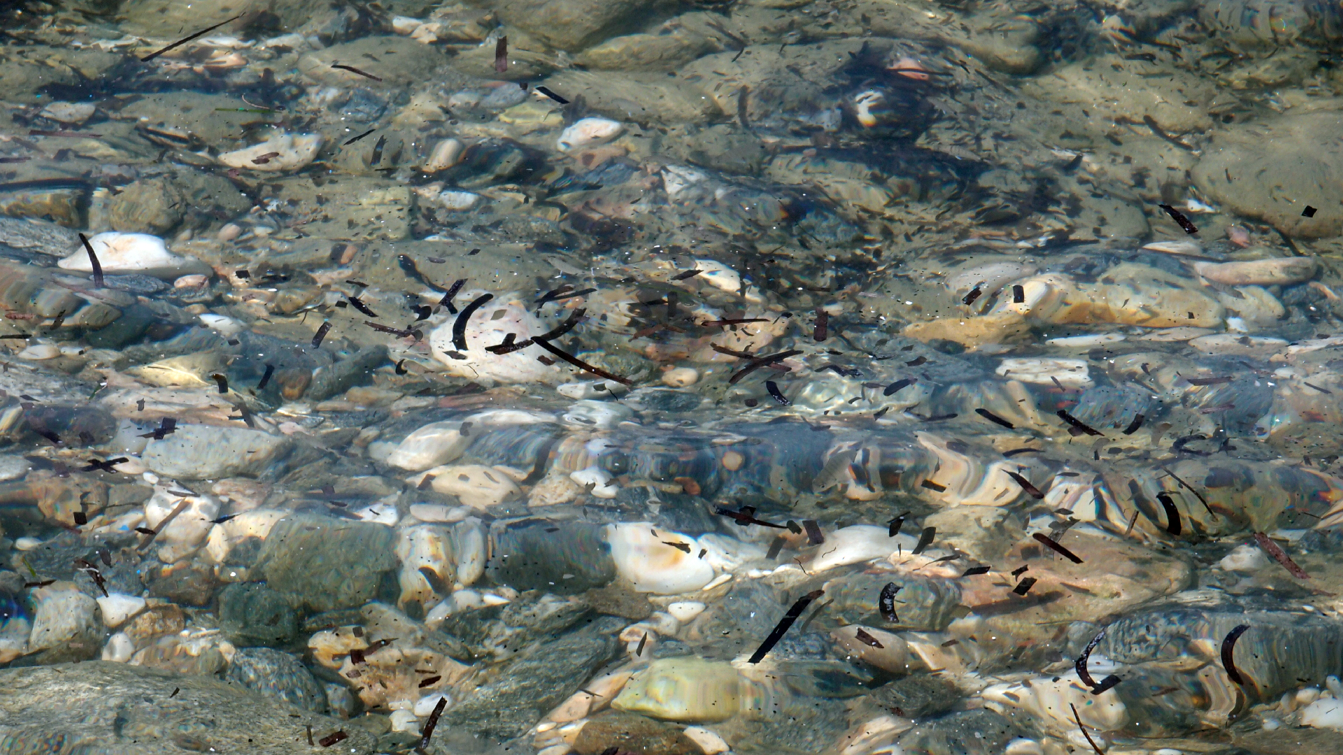 2021-09-17 03 Parasporos Beach Club (Zikaden) (Fieldrecording, Foto, Video)