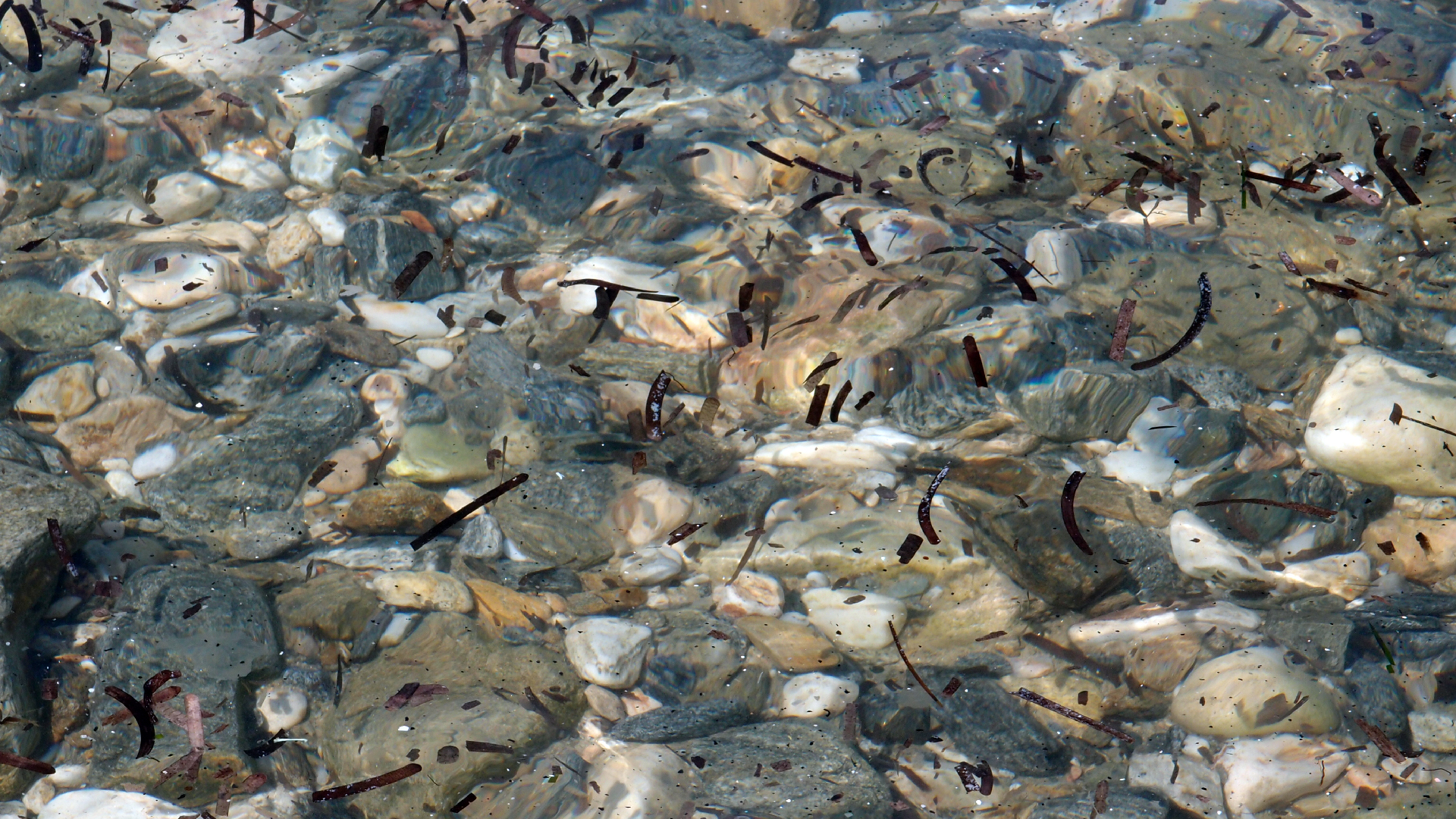 2021-09-17 03 Parasporos Beach Club (Zikaden) (Fieldrecording, Foto, Video)