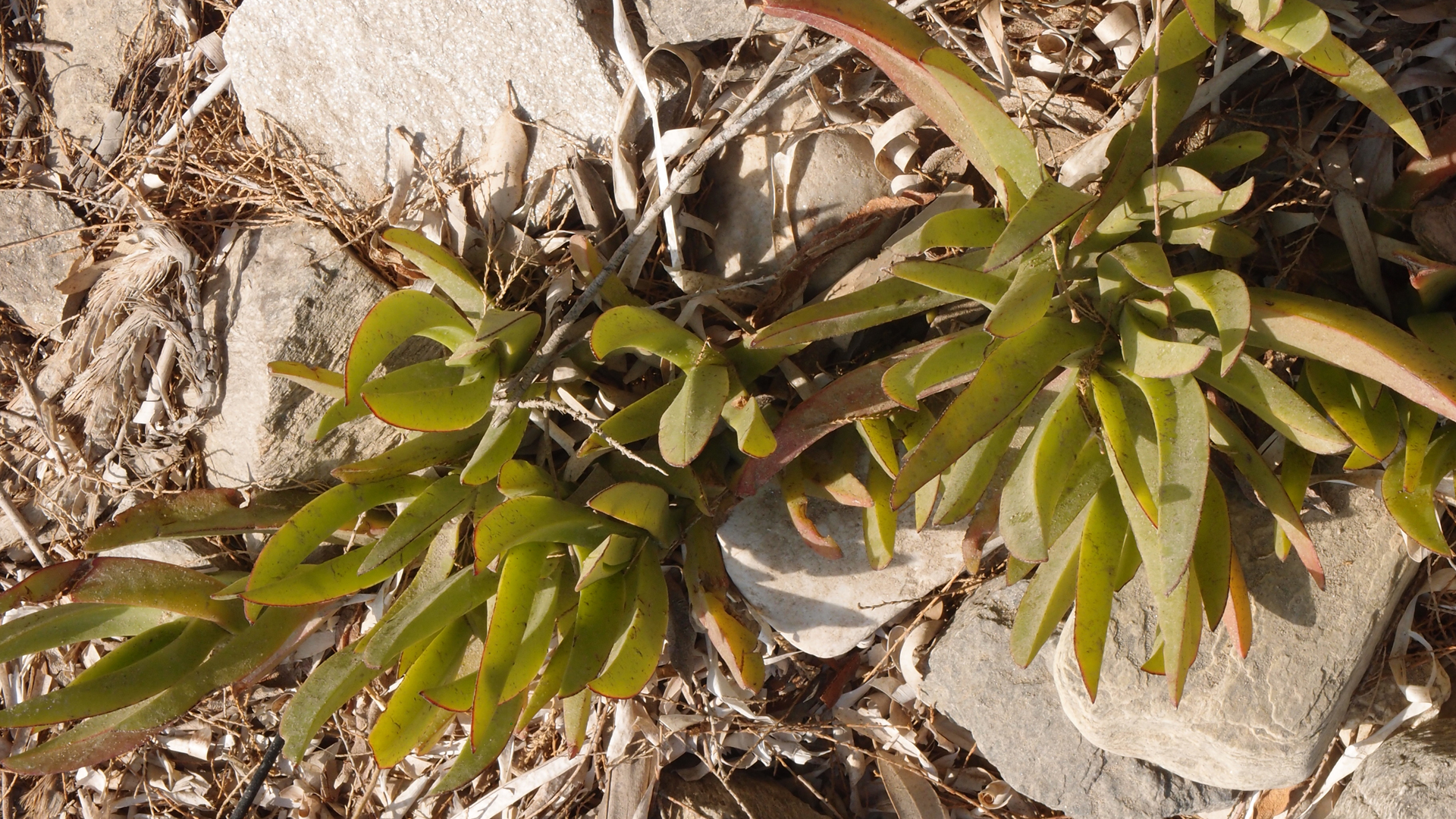 2021-09-17 05 Krios Beach (Foto)