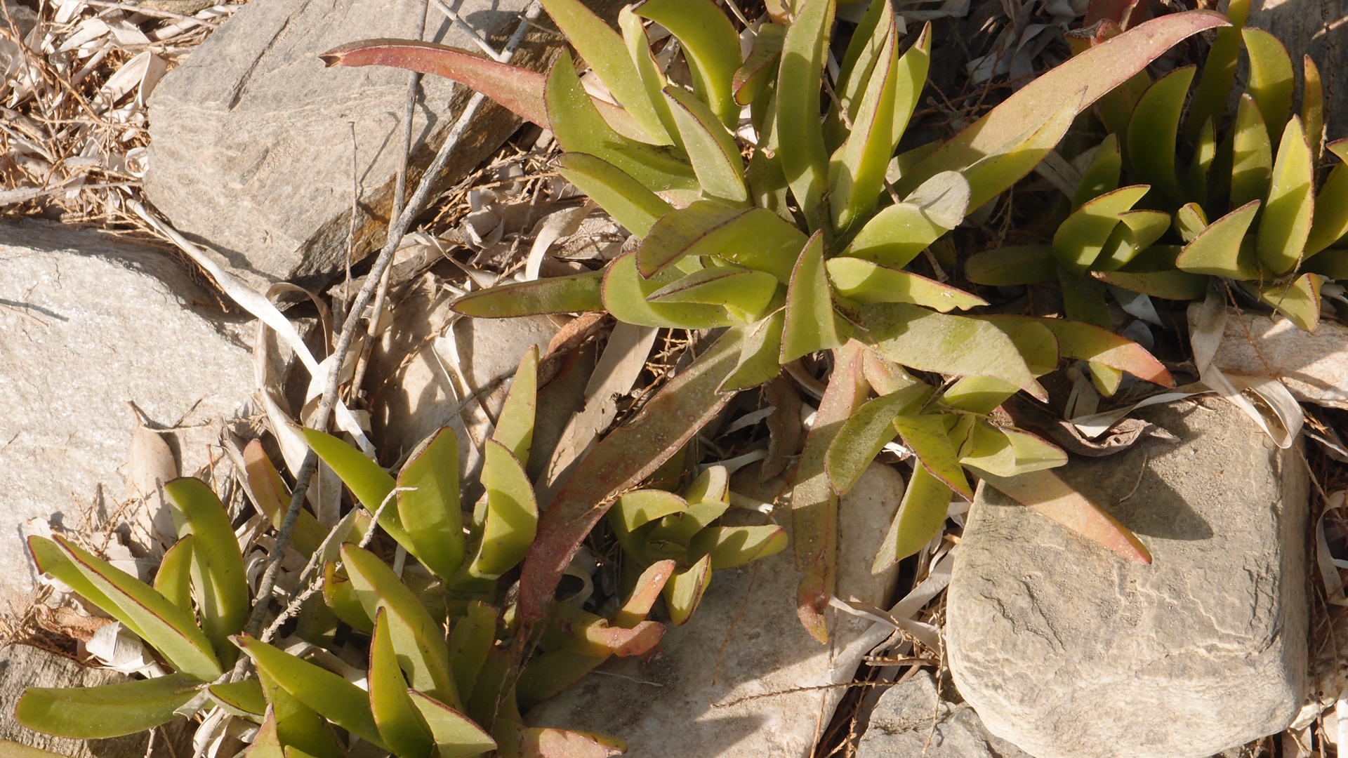 2021-09-17 05 Krios Beach (Foto)