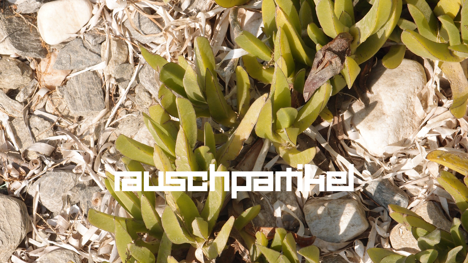 2021-09-17 05 Krios Beach (Foto)