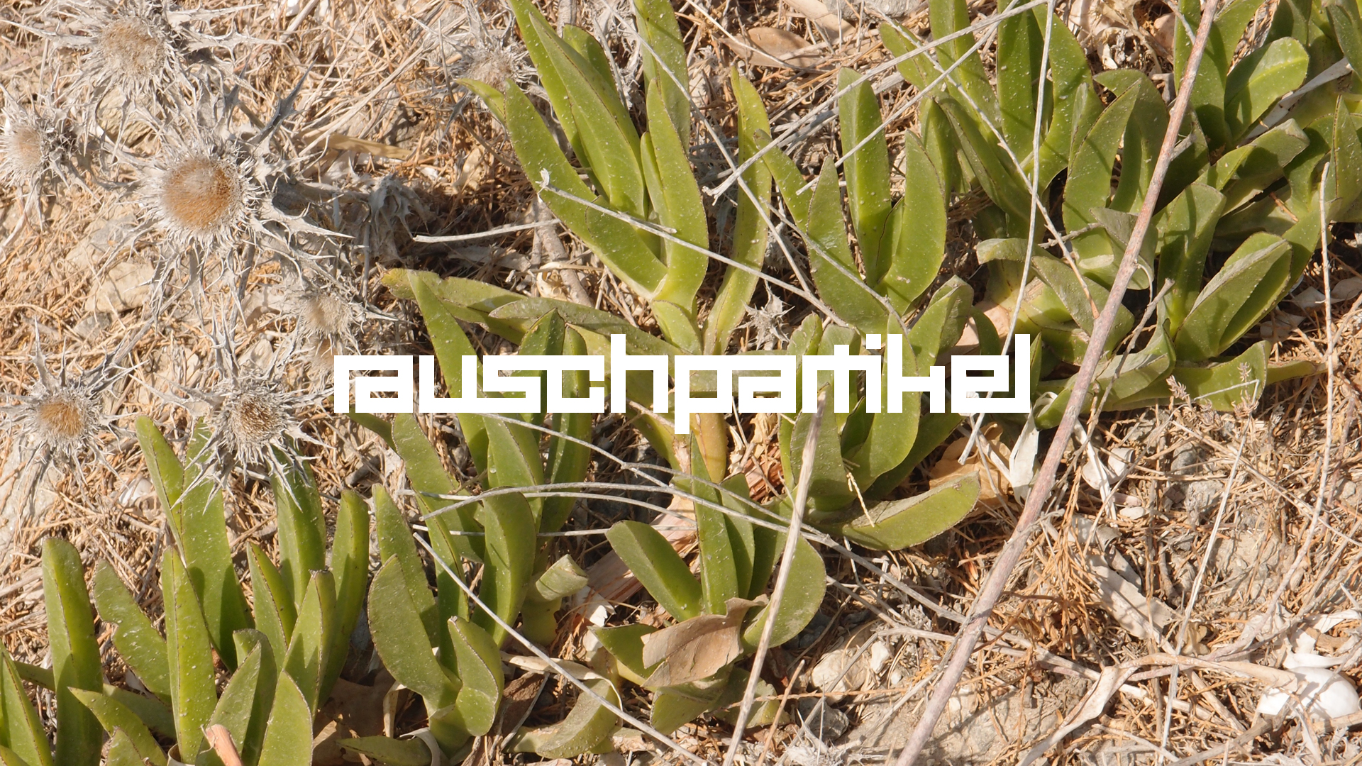 2021-09-17 05 Krios Beach (Foto)