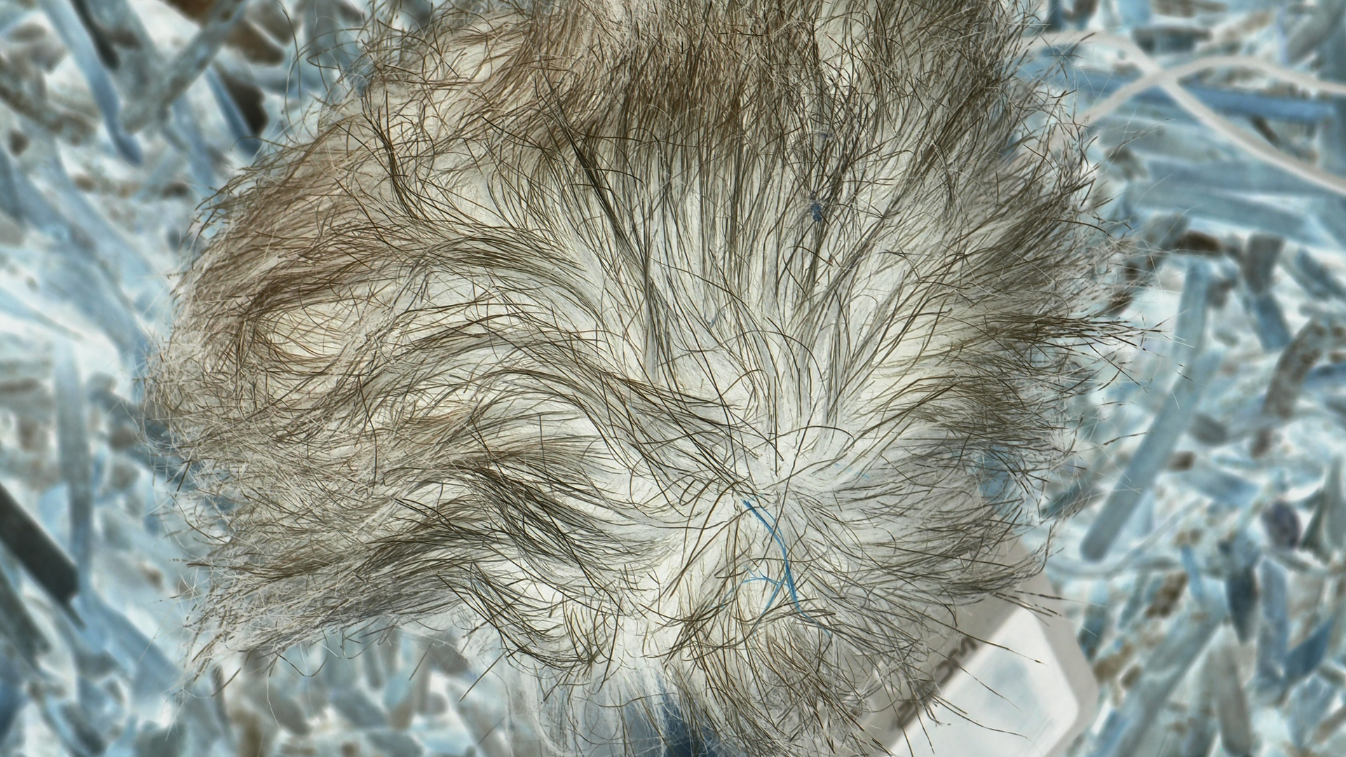 2021-04-19 Ame Zek - rauschpartikel (Vocoder Remixe) (Mixe, Typo Grafik)