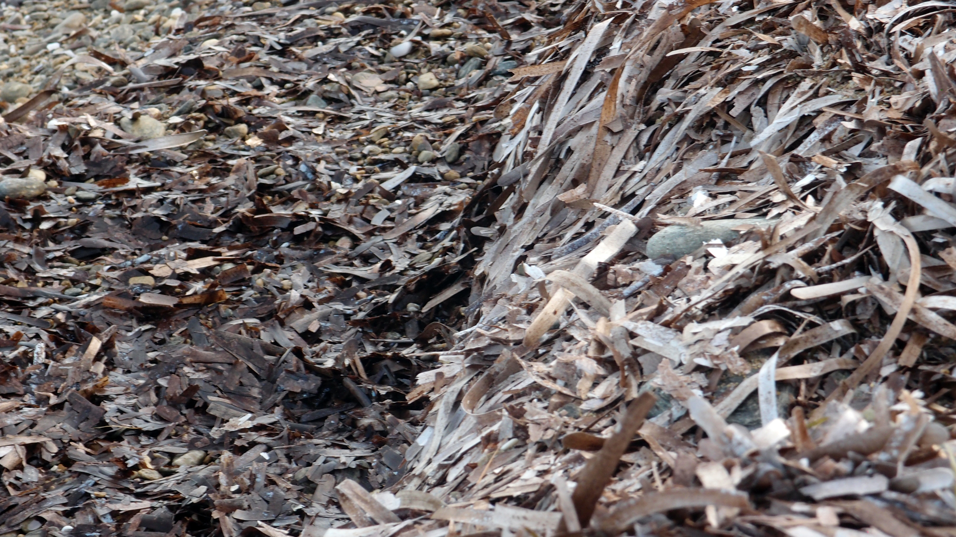 2021-04-19 Ame Zek - rauschpartikel (Vocoder Remixe) (Mixe, Typo Grafik)