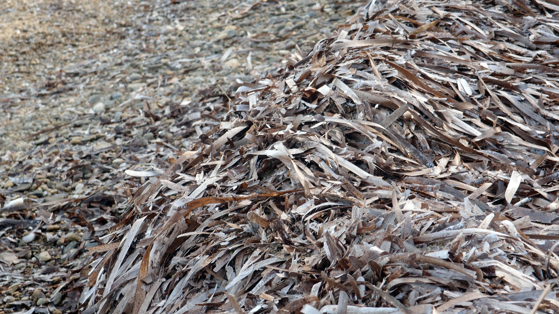 2021-04-19 Ame Zek - rauschpartikel (Vocoder Remixe) (Mixe, Typo Grafik)