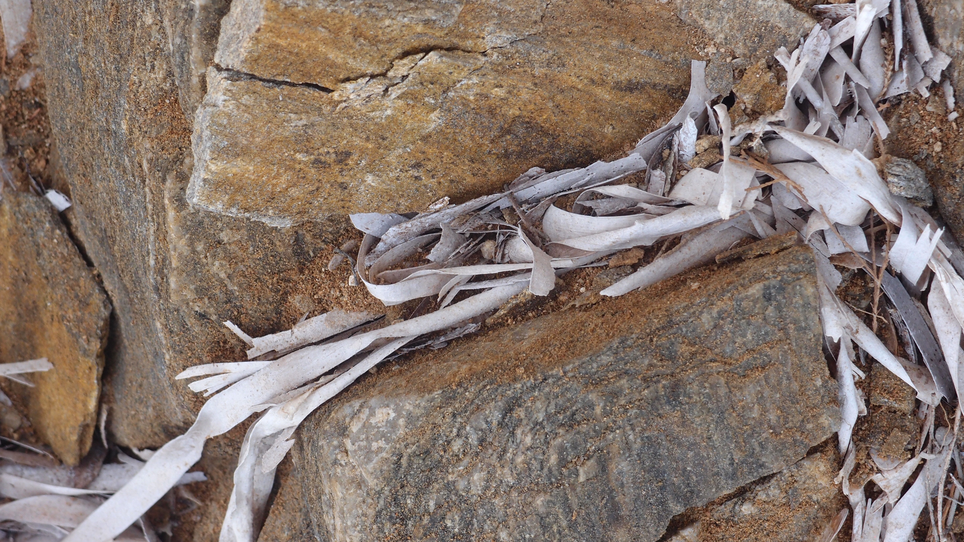 2021-04-19 Ame Zek - rauschpartikel (Vocoder Remixe) (Mixe, Typo Grafik)