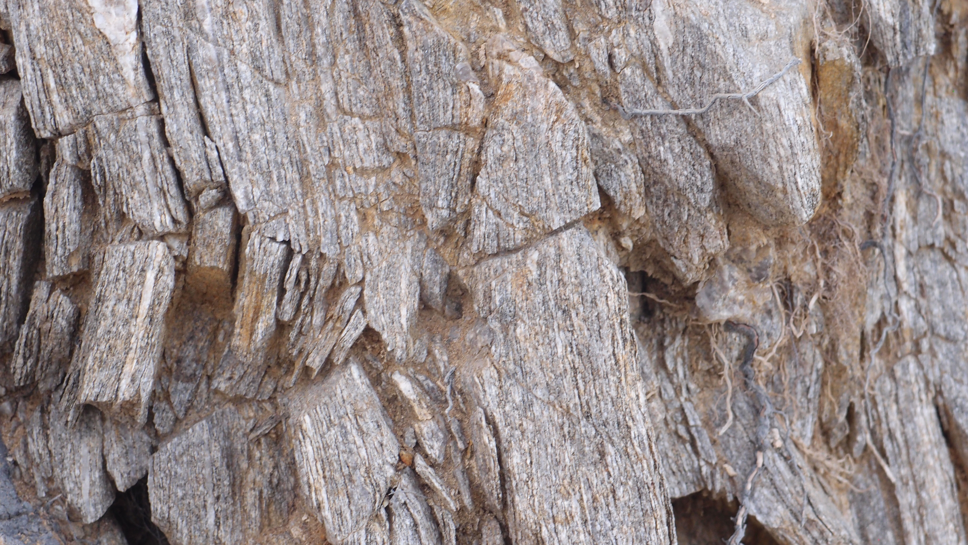 2021-04-19 Ame Zek - rauschpartikel (Vocoder Remixe) (Mixe, Typo Grafik)