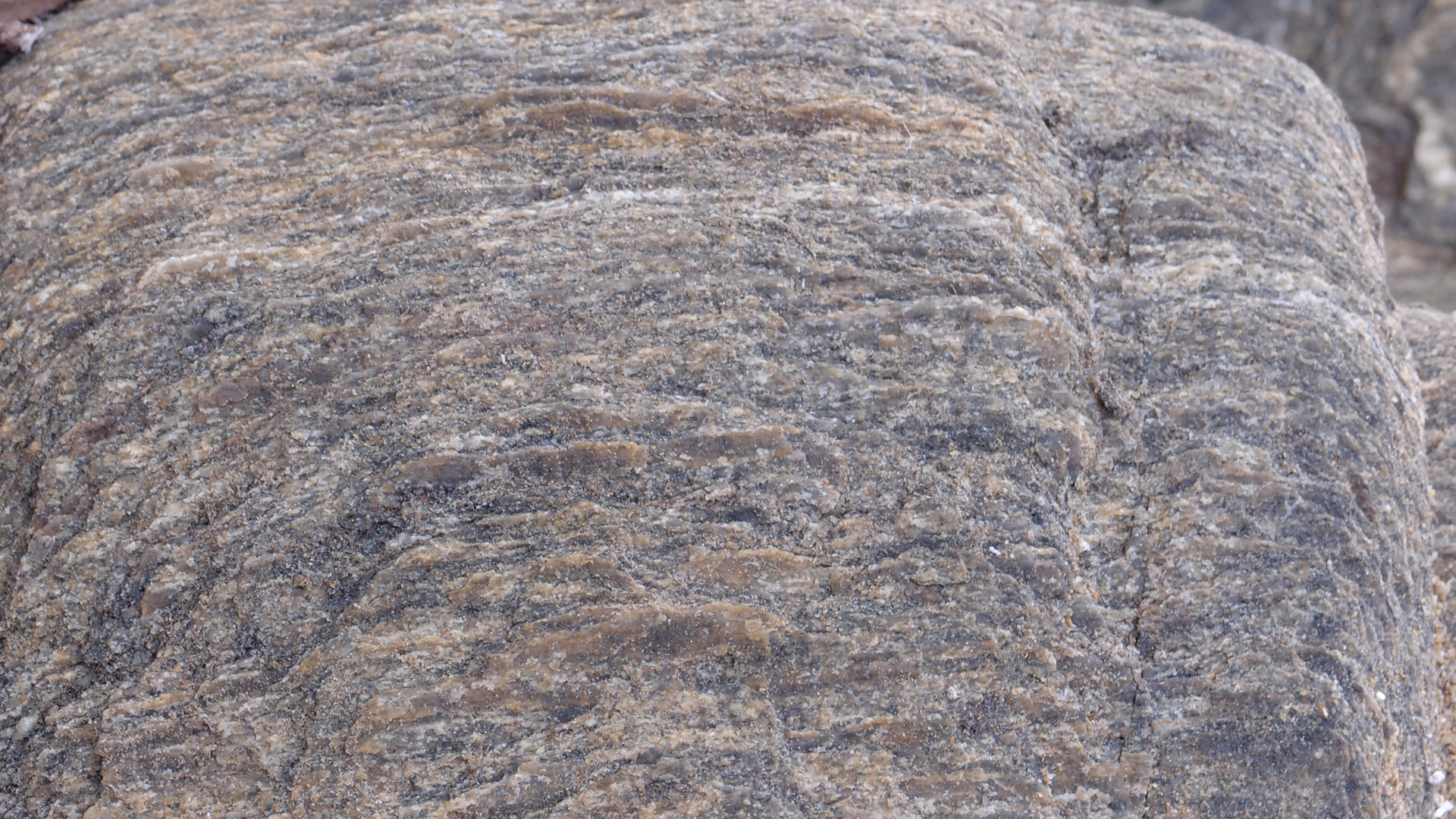 2021-09-18 01 am Hausstrand (Fieldrecording, Foto, Video)