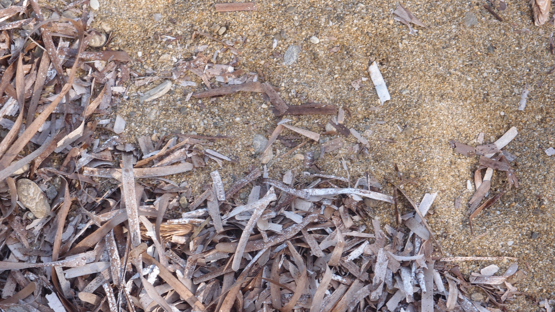 2021-09-18 01 am Hausstrand (Fieldrecording, Foto, Video)