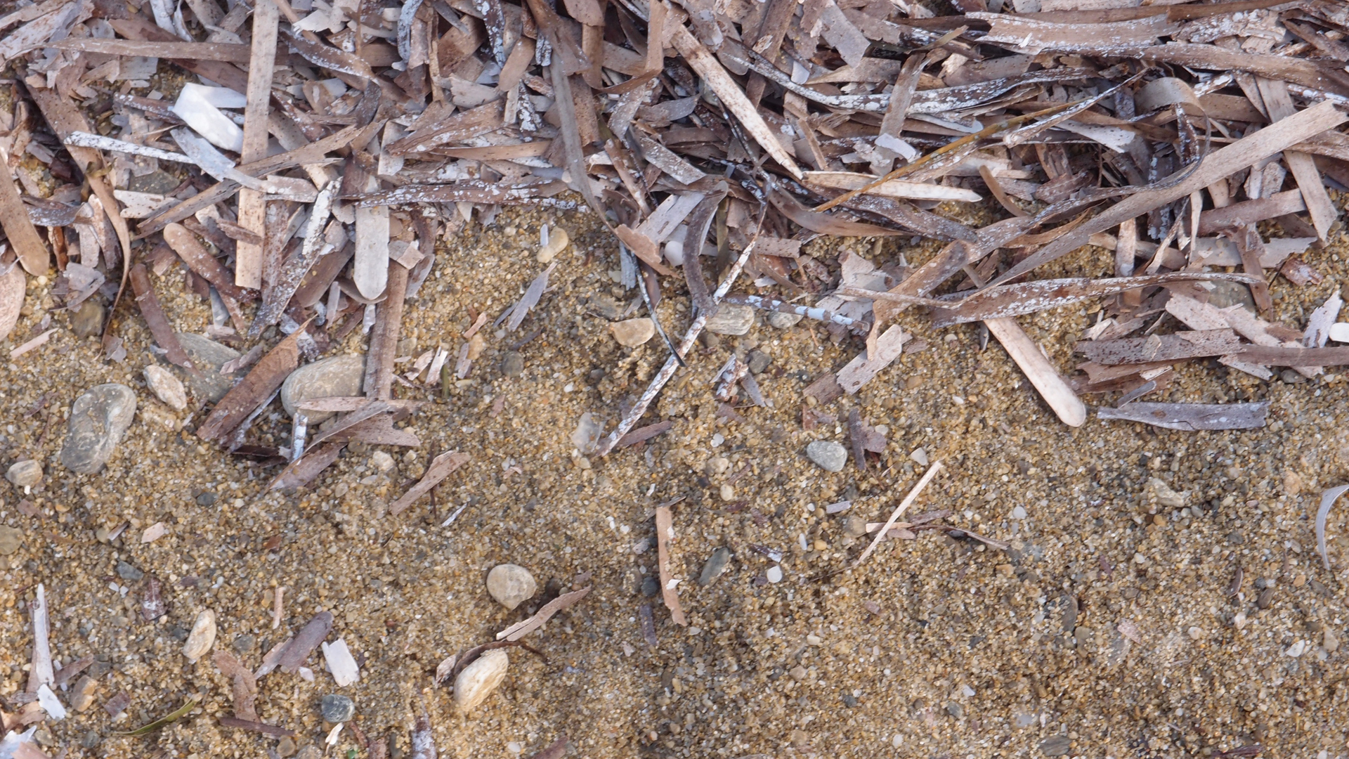 2021-09-18 01 am Hausstrand (Fieldrecording, Foto, Video)