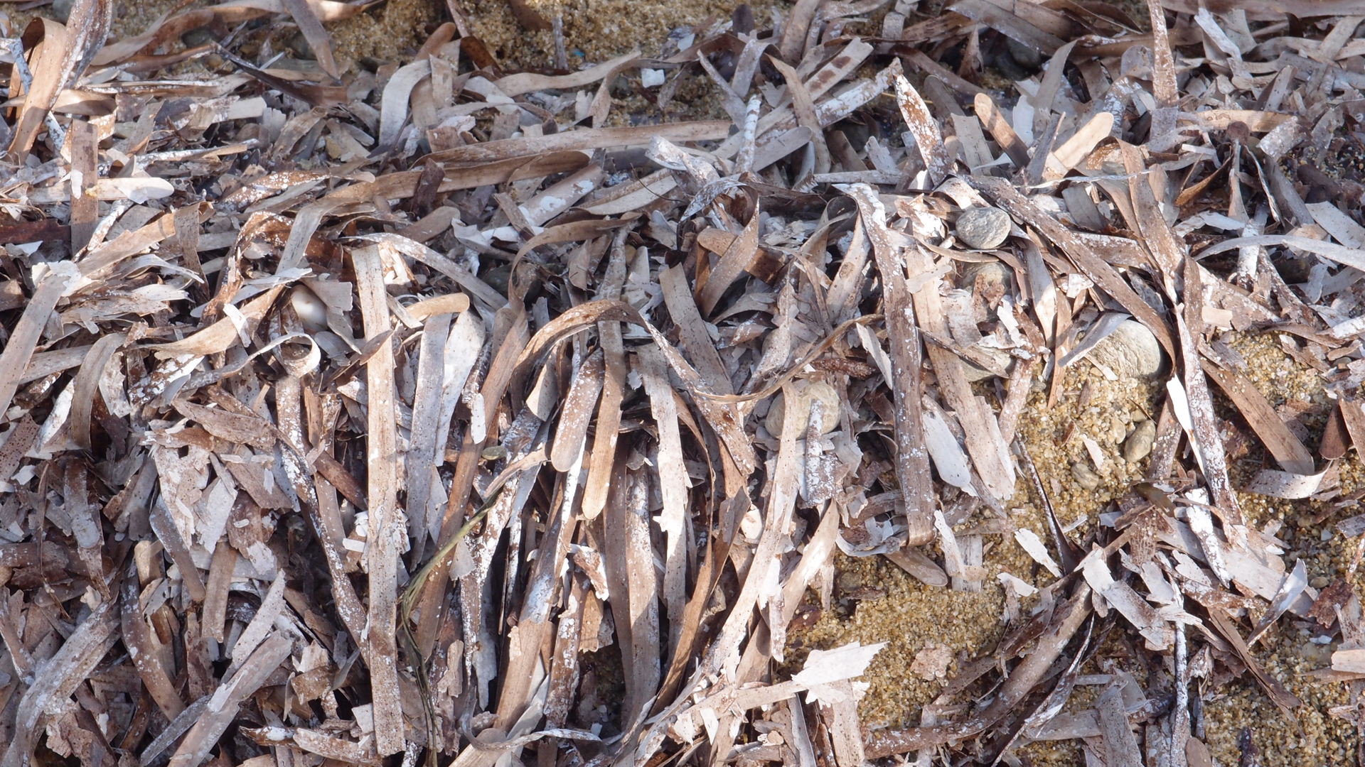 2021-09-18 01 am Hausstrand (Fieldrecording, Foto, Video)