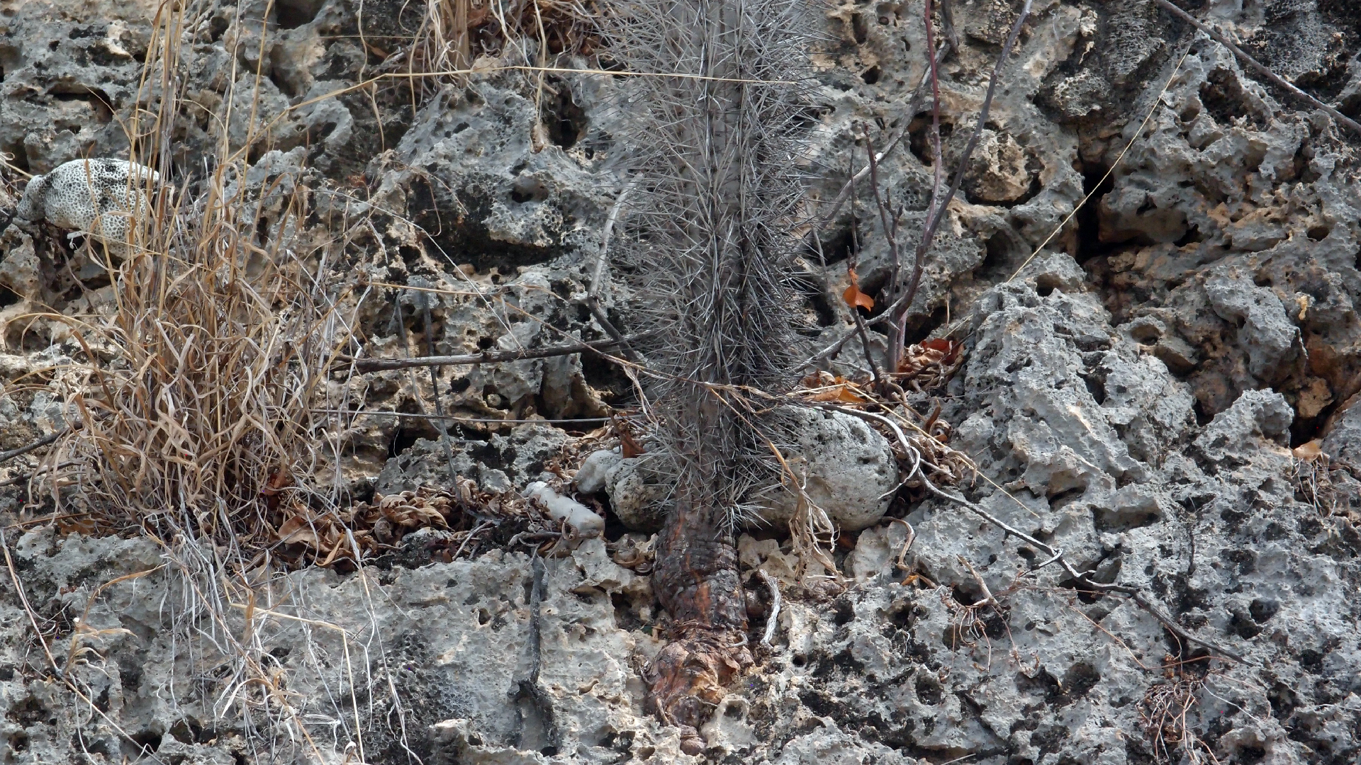 2022-04-14 02 Am Strand und im Wasser (Quallenvideo) (Foto, Video)