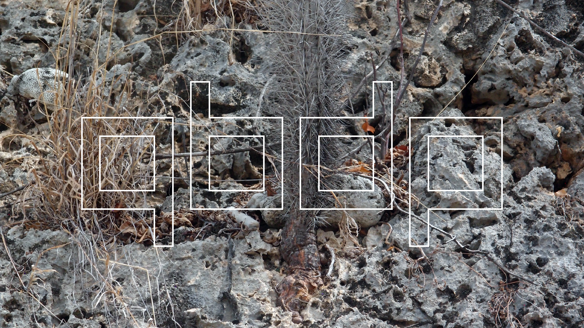 2022-04-14 02 Am Strand und im Wasser (Quallenvideo) (Foto, Video)