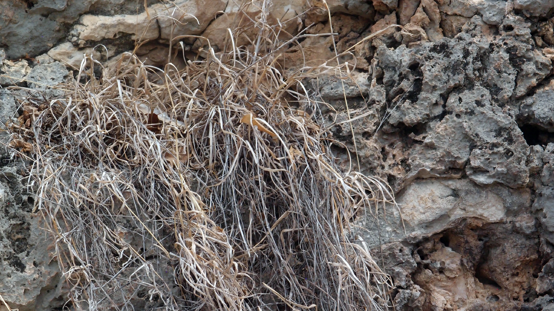 2022-04-14 02 Am Strand und im Wasser (Quallenvideo) (Foto, Video)