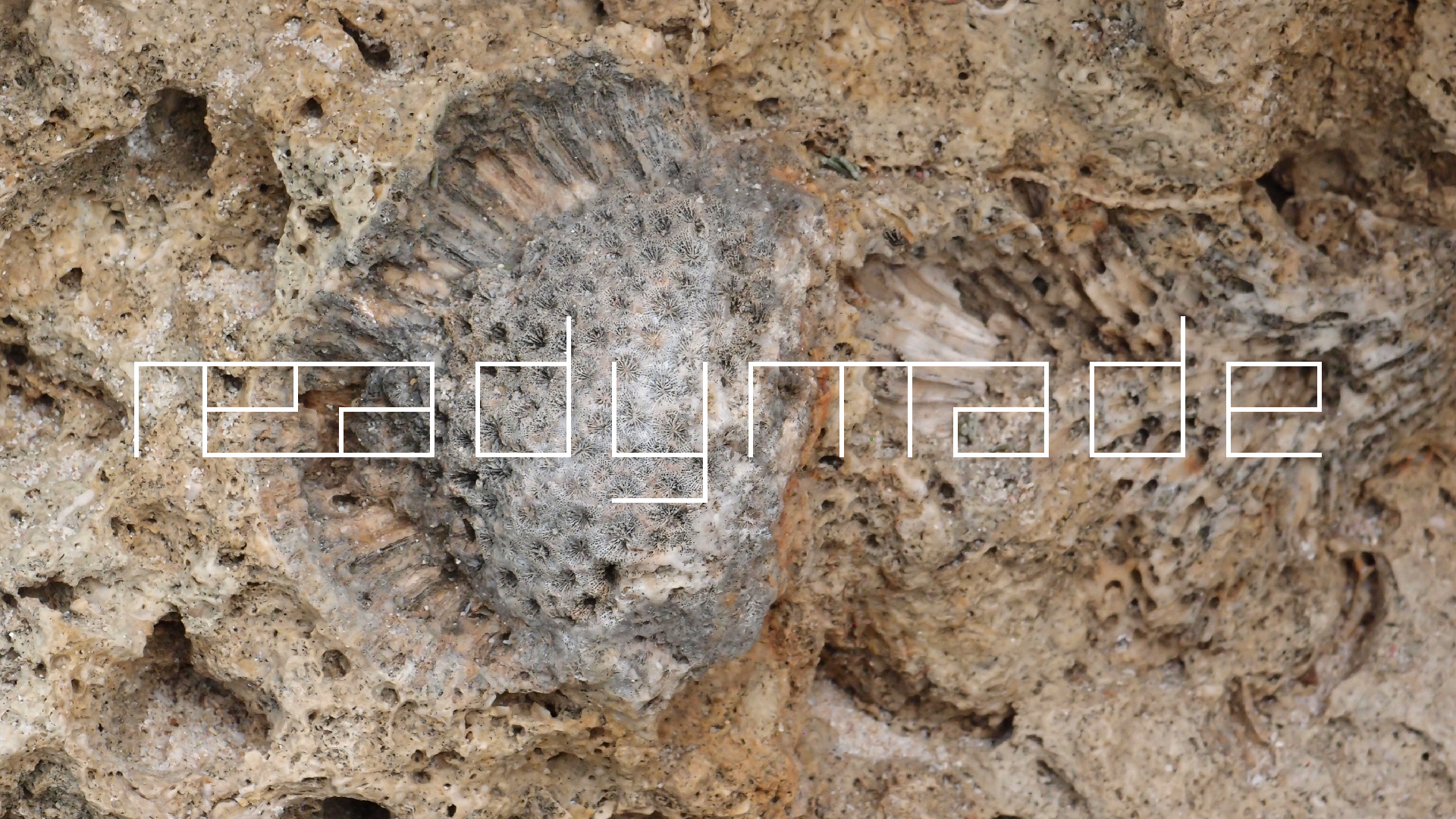 2022-04-14 02 Am Strand und im Wasser (Quallenvideo) (Foto, Video)