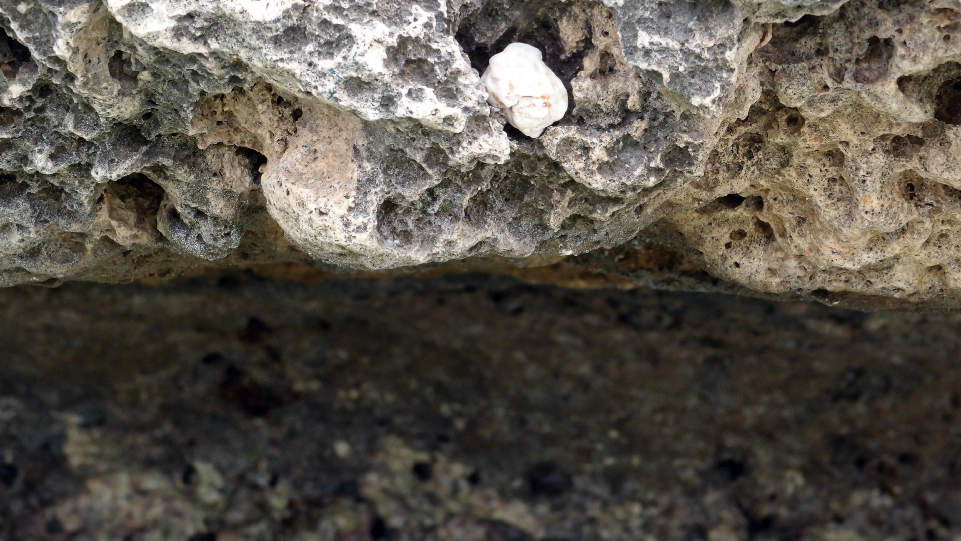 2022-04-14 02 Am Strand und im Wasser (Quallenvideo) (Foto, Video)