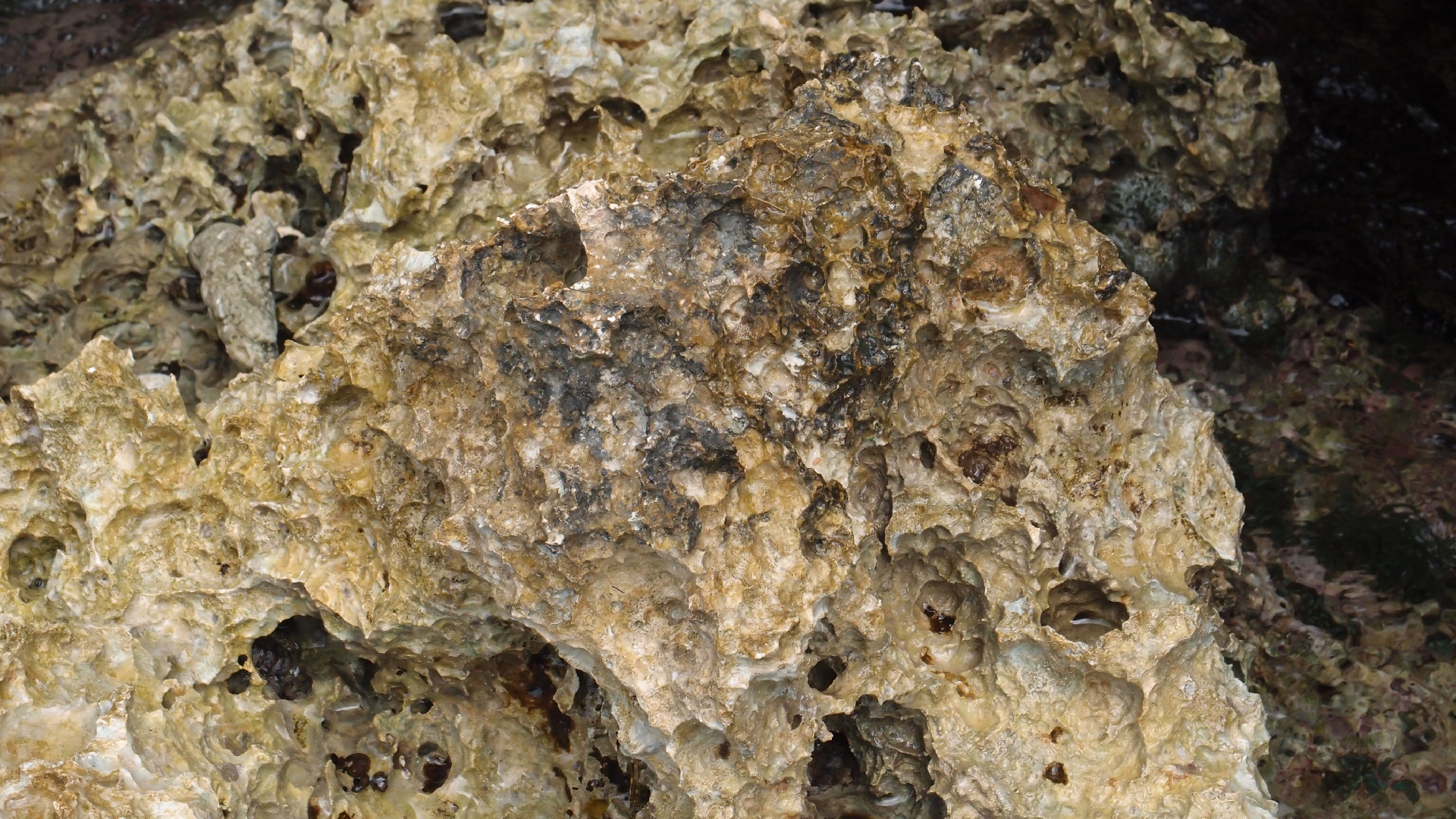 2022-04-14 02 Am Strand und im Wasser (Quallenvideo) (Foto, Video)