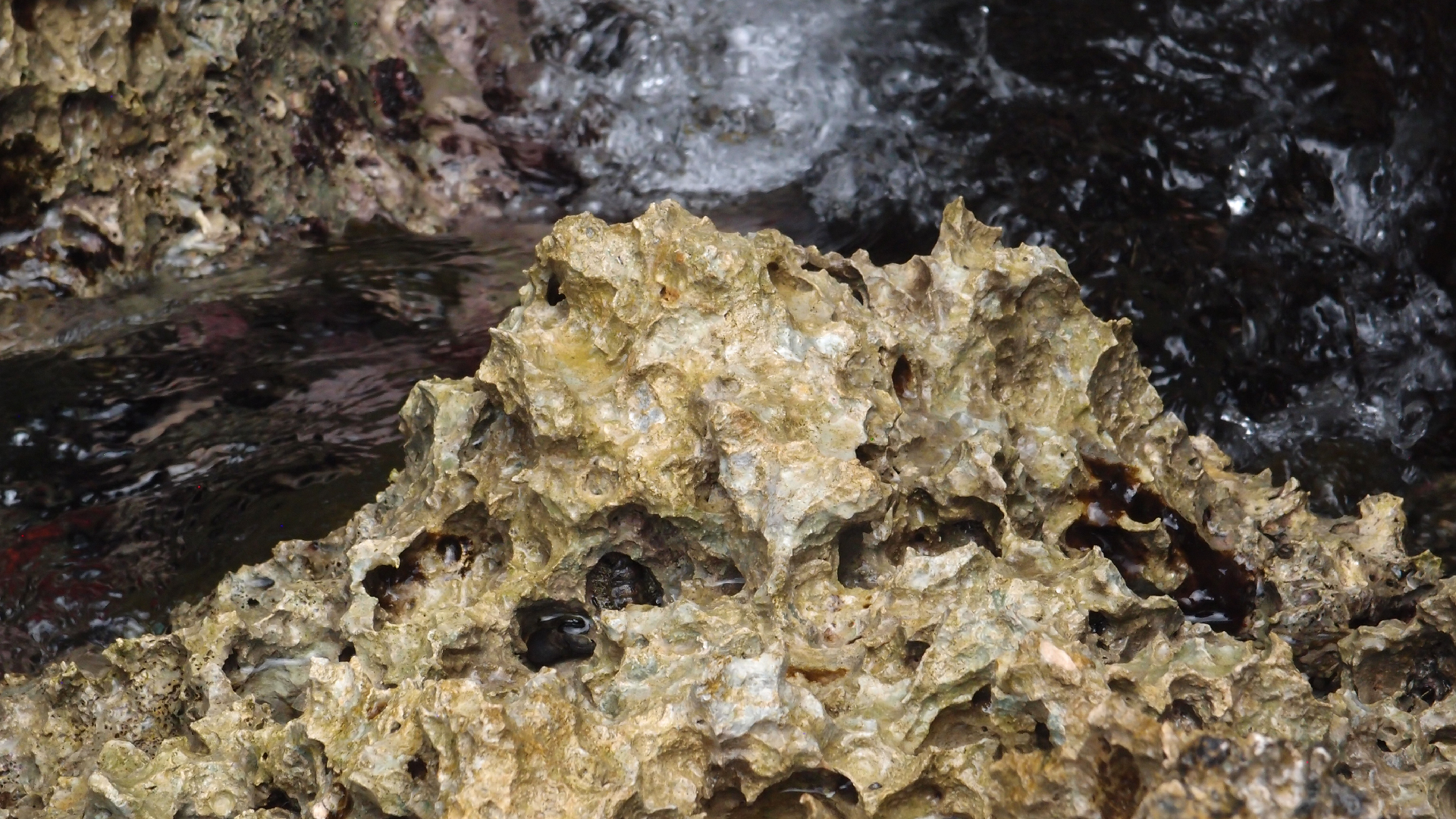 2022-04-14 02 Am Strand und im Wasser (Quallenvideo) (Foto, Video)