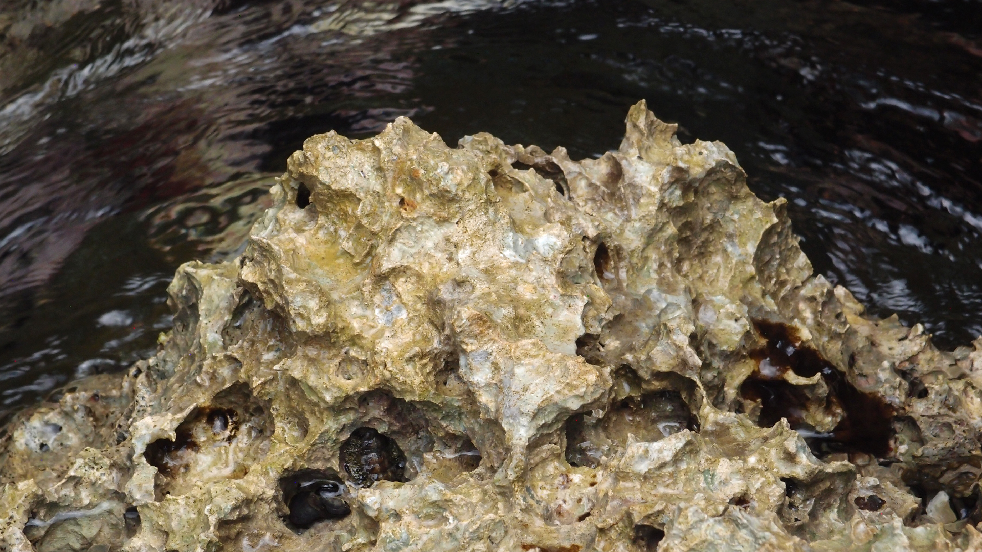 2022-04-14 02 Am Strand und im Wasser (Quallenvideo) (Foto, Video)