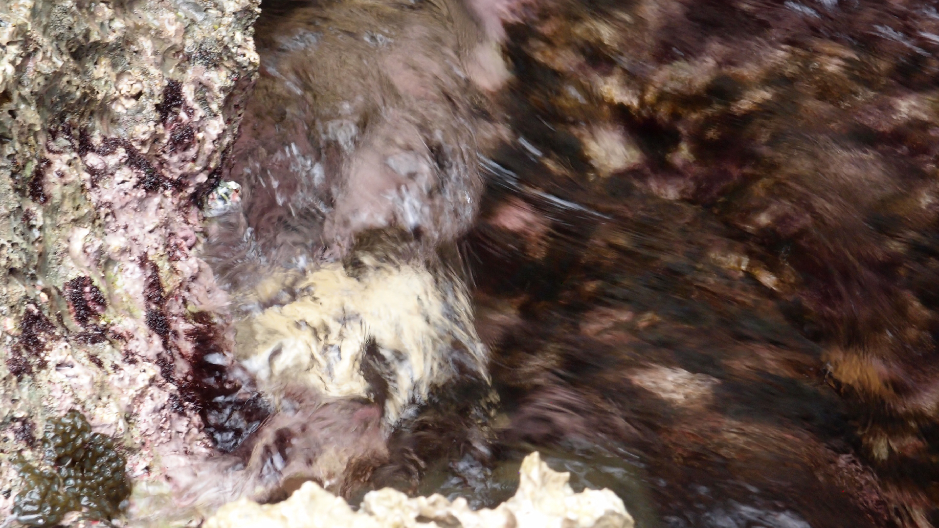 2022-04-14 02 Am Strand und im Wasser (Quallenvideo) (Foto, Video)