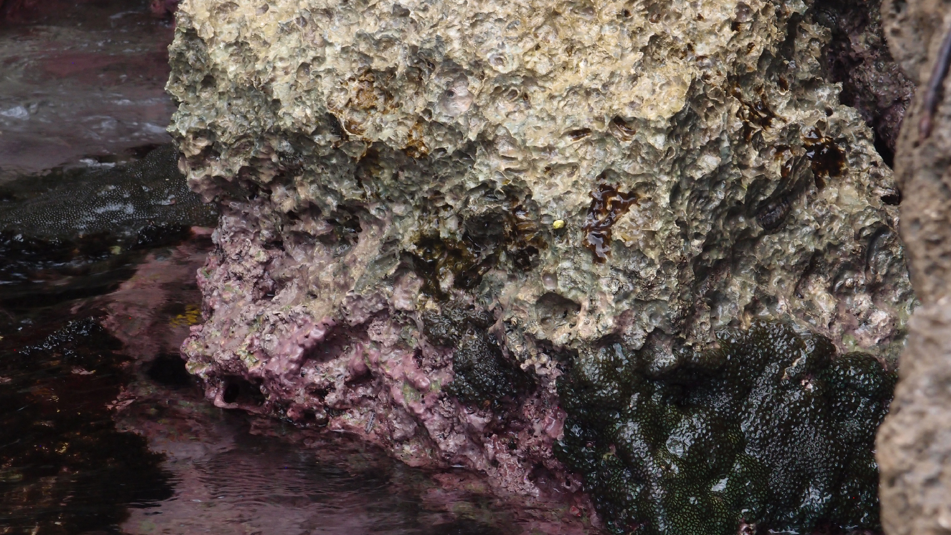 2022-04-14 02 Am Strand und im Wasser (Quallenvideo) (Foto, Video)