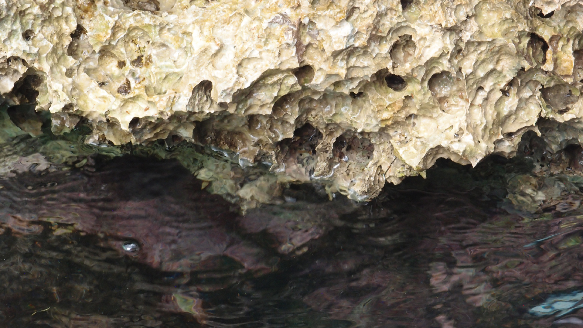 2022-04-14 02 Am Strand und im Wasser (Quallenvideo) (Foto, Video)