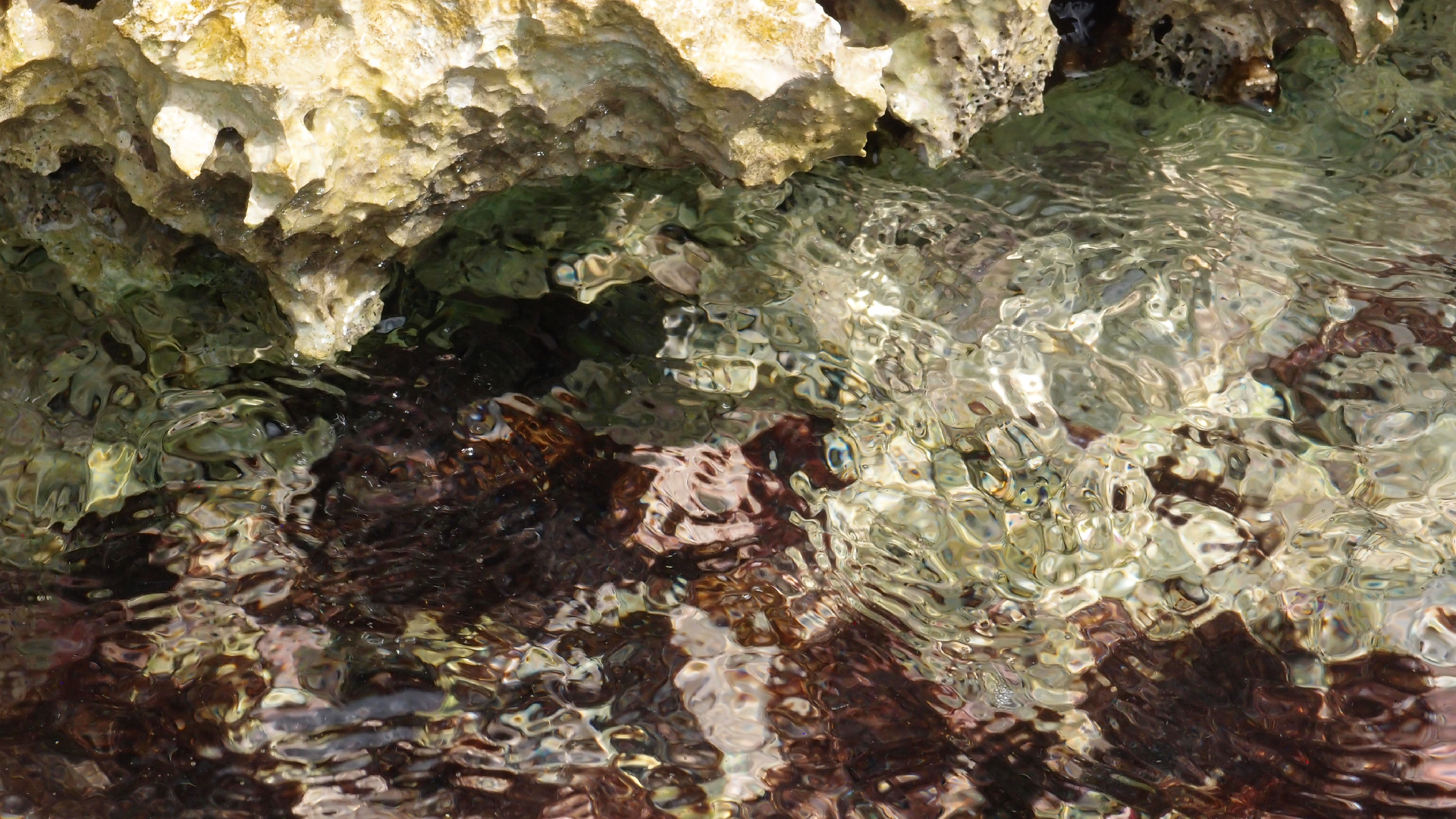 2022-04-14 02 Am Strand und im Wasser (Quallenvideo) (Foto, Video)