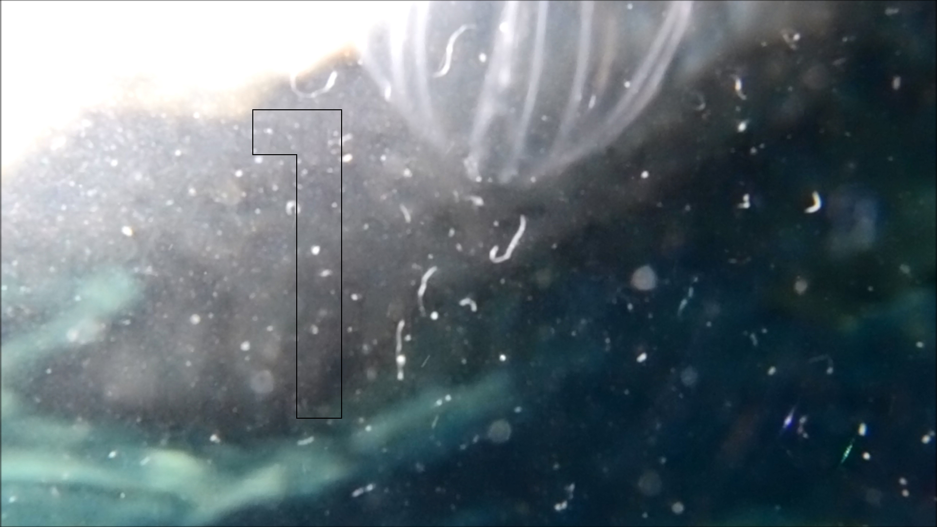 2022-04-14 Am Strand und im Wasser (Quallenvideo, Stills & Numbers) (Typo Grafik, Video)