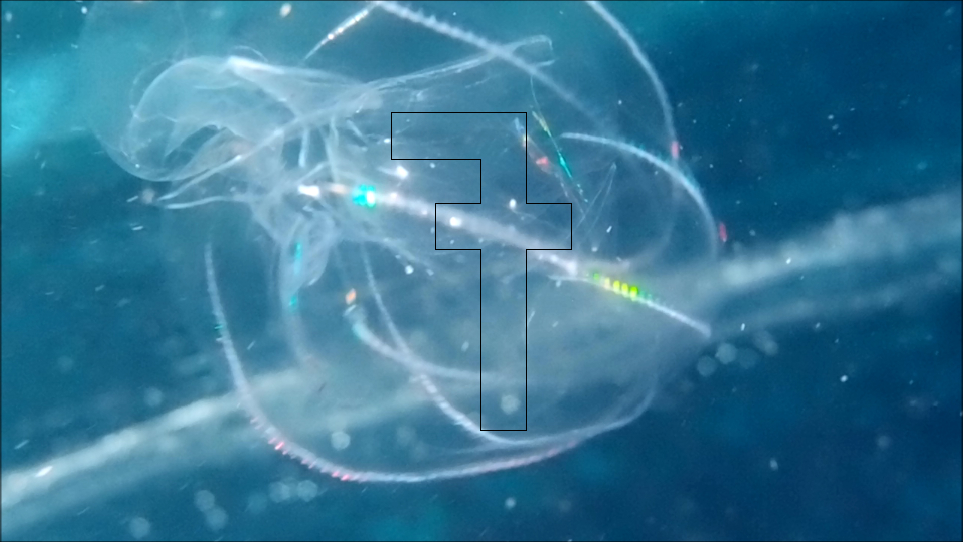 2022-04-14 Am Strand und im Wasser (Quallenvideo, Stills & Numbers) (Typo Grafik, Video)