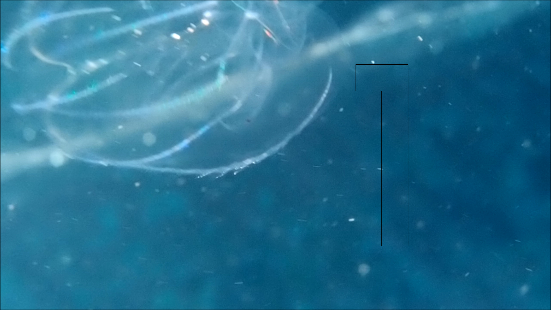 2022-04-14 Am Strand und im Wasser (Quallenvideo, Stills & Numbers) (Typo Grafik, Video)