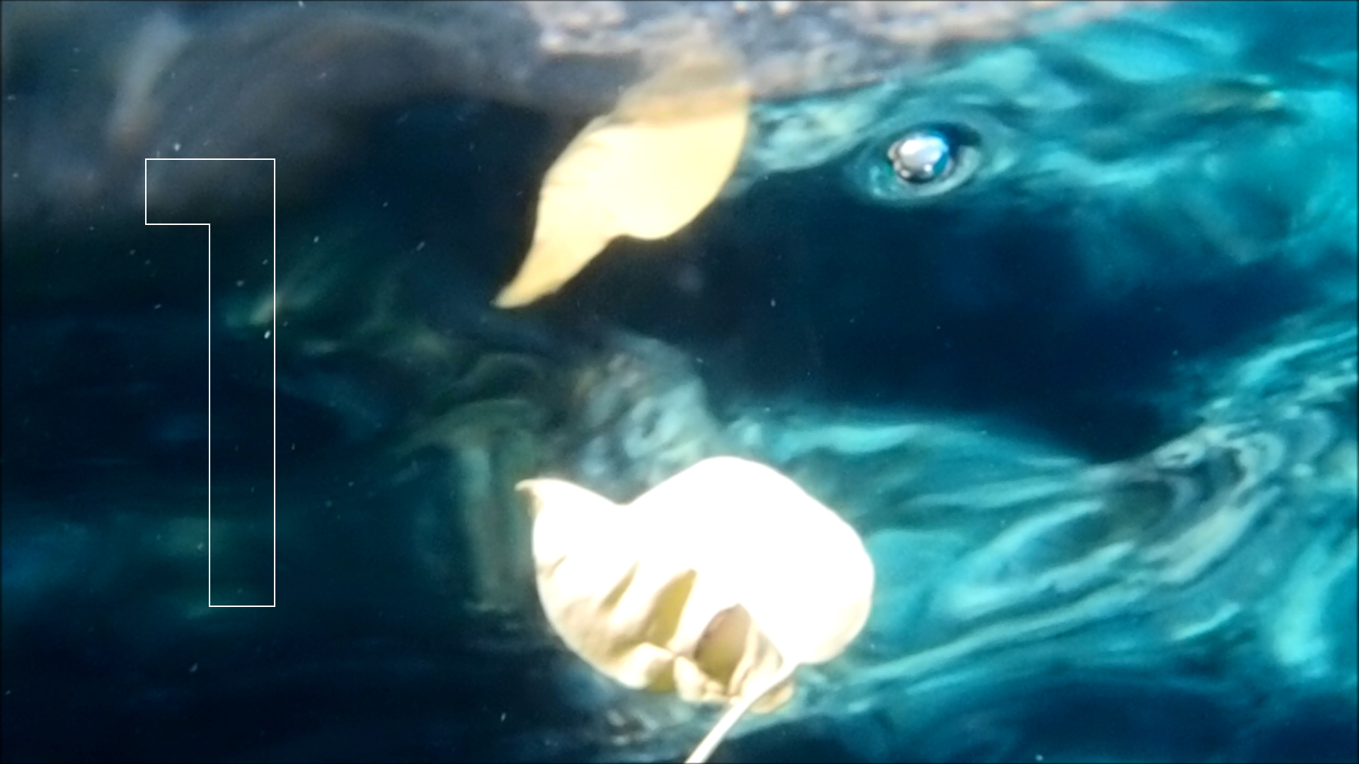 2022-04-14 Am Strand und im Wasser (Quallenvideo, Stills & Numbers) (Typo Grafik, Video)