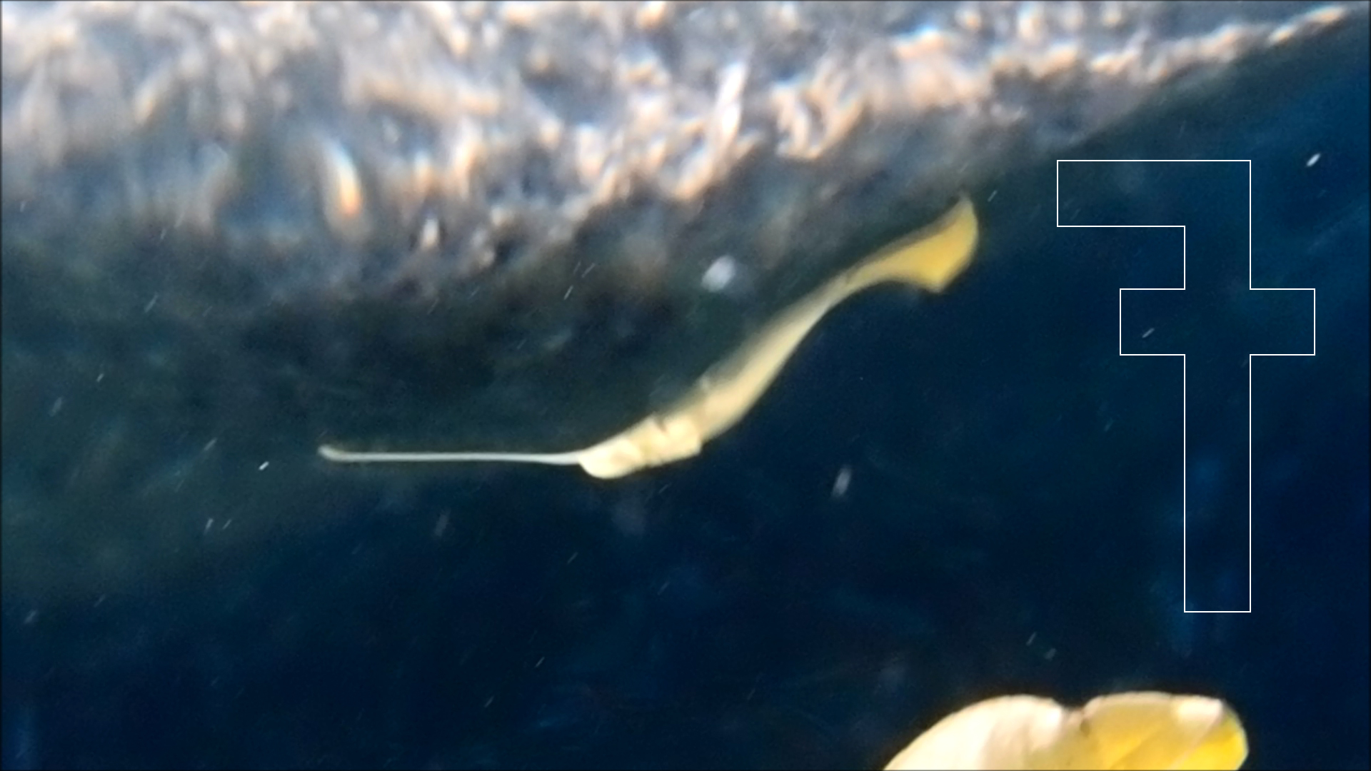 2022-04-14 Am Strand und im Wasser (Quallenvideo, Stills & Numbers) (Typo Grafik, Video)