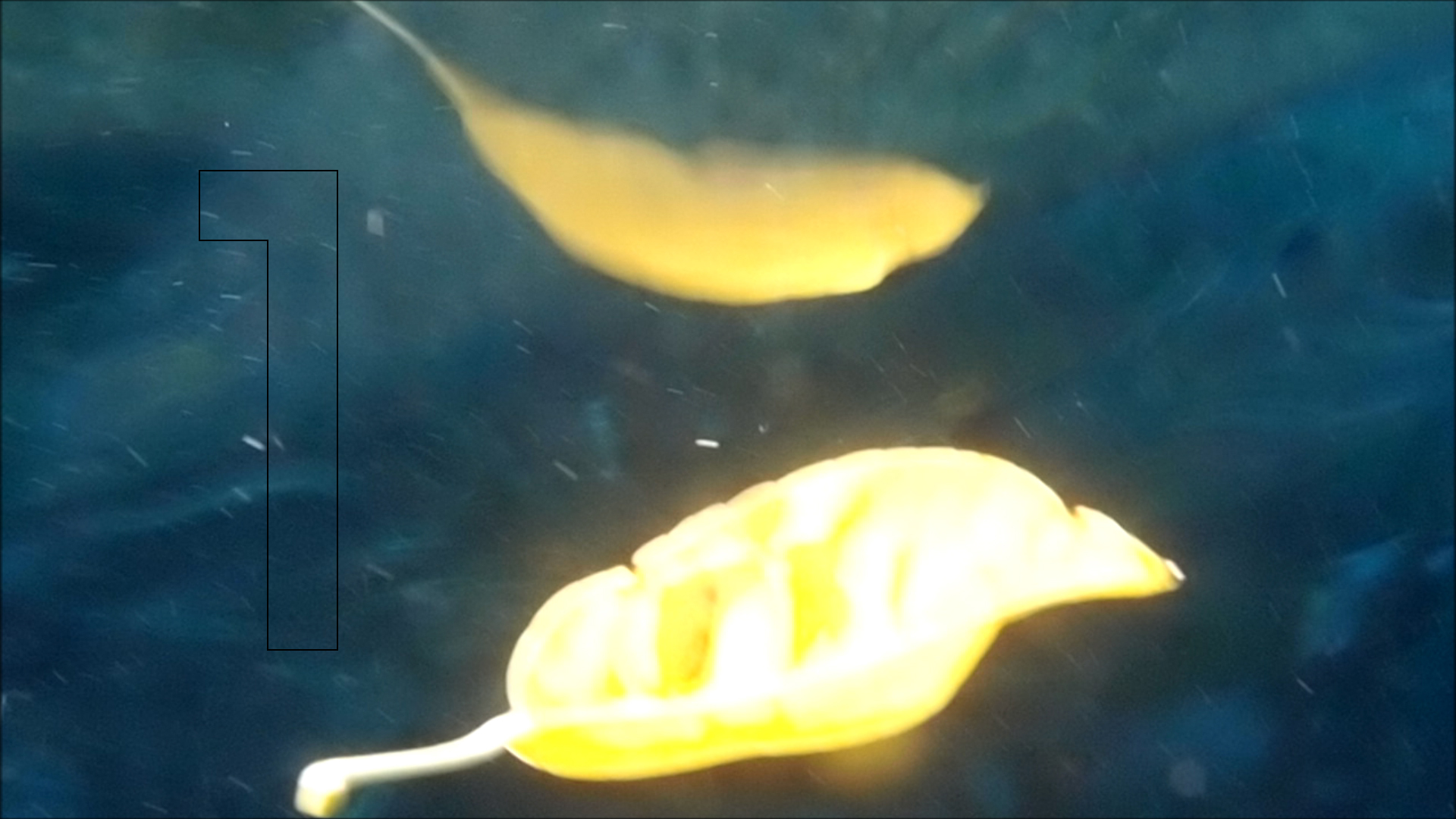 2022-04-14 Am Strand und im Wasser (Quallenvideo, Stills & Numbers) (Typo Grafik, Video)