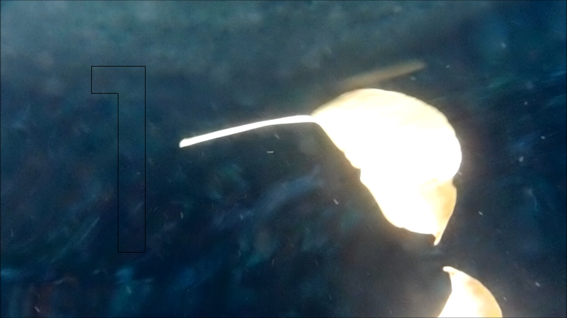 2022-04-14 Am Strand und im Wasser (Quallenvideo, Stills & Numbers) (Typo Grafik, Video)