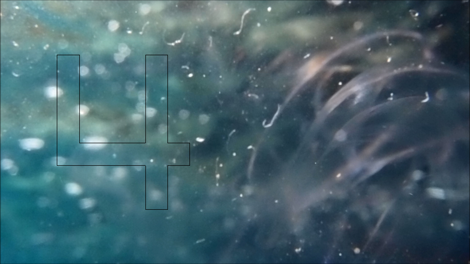 2022-04-14 Am Strand und im Wasser (Quallenvideo, Stills & Numbers) (Typo Grafik, Video)