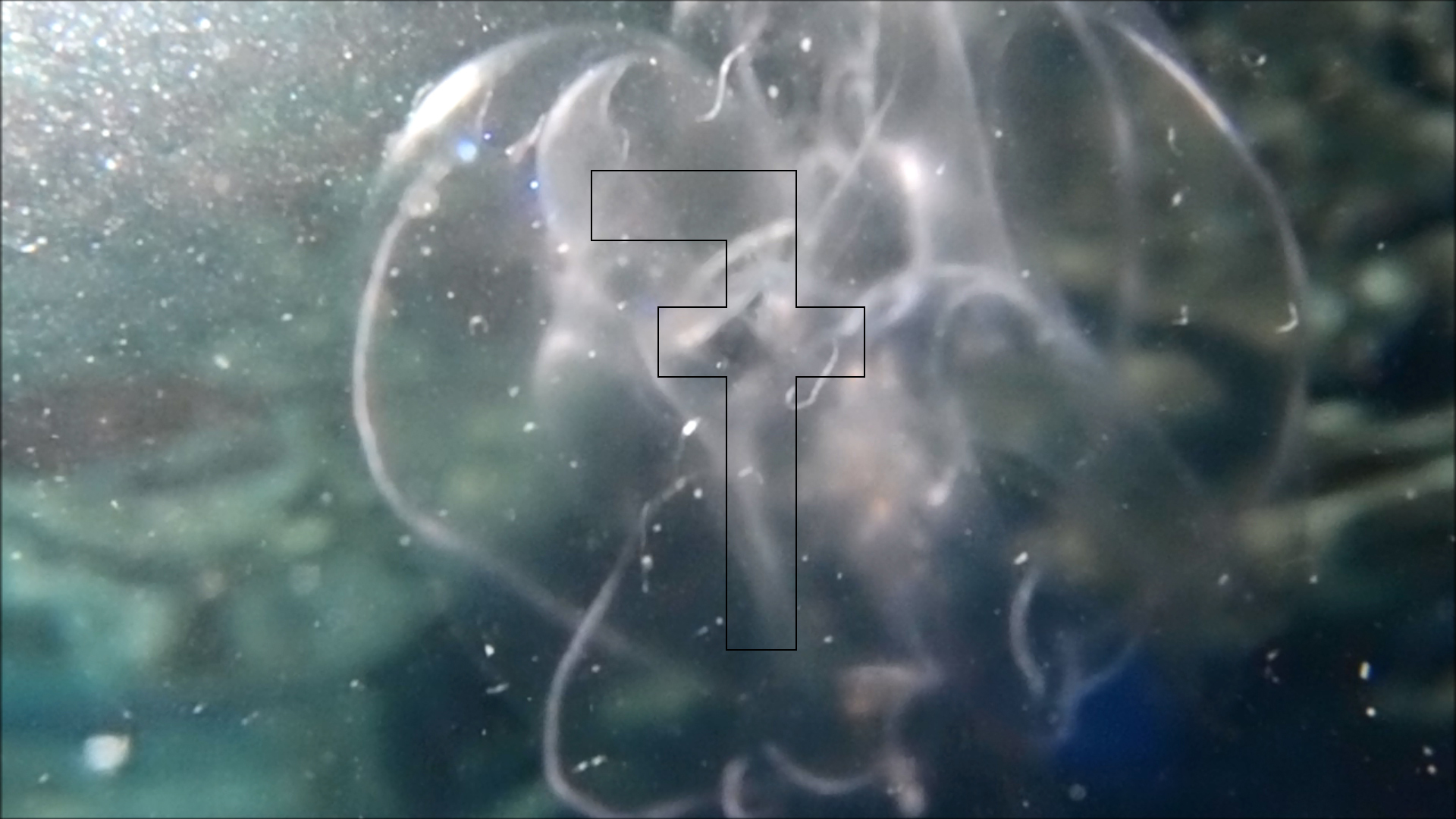 2022-04-14 Am Strand und im Wasser (Quallenvideo, Stills & Numbers) (Typo Grafik, Video)